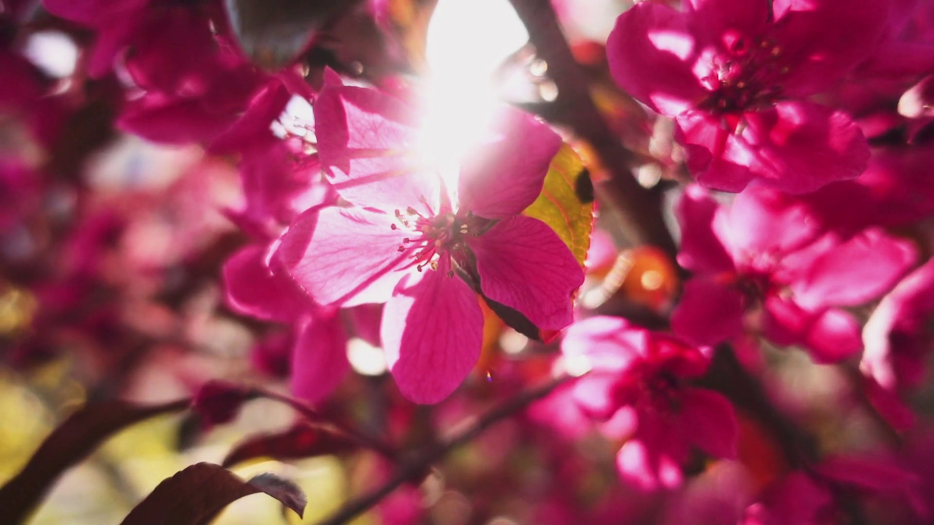 SLOW MOTION 120 fps: Spring Blossom Over Sunset Sky. Beautiful ...