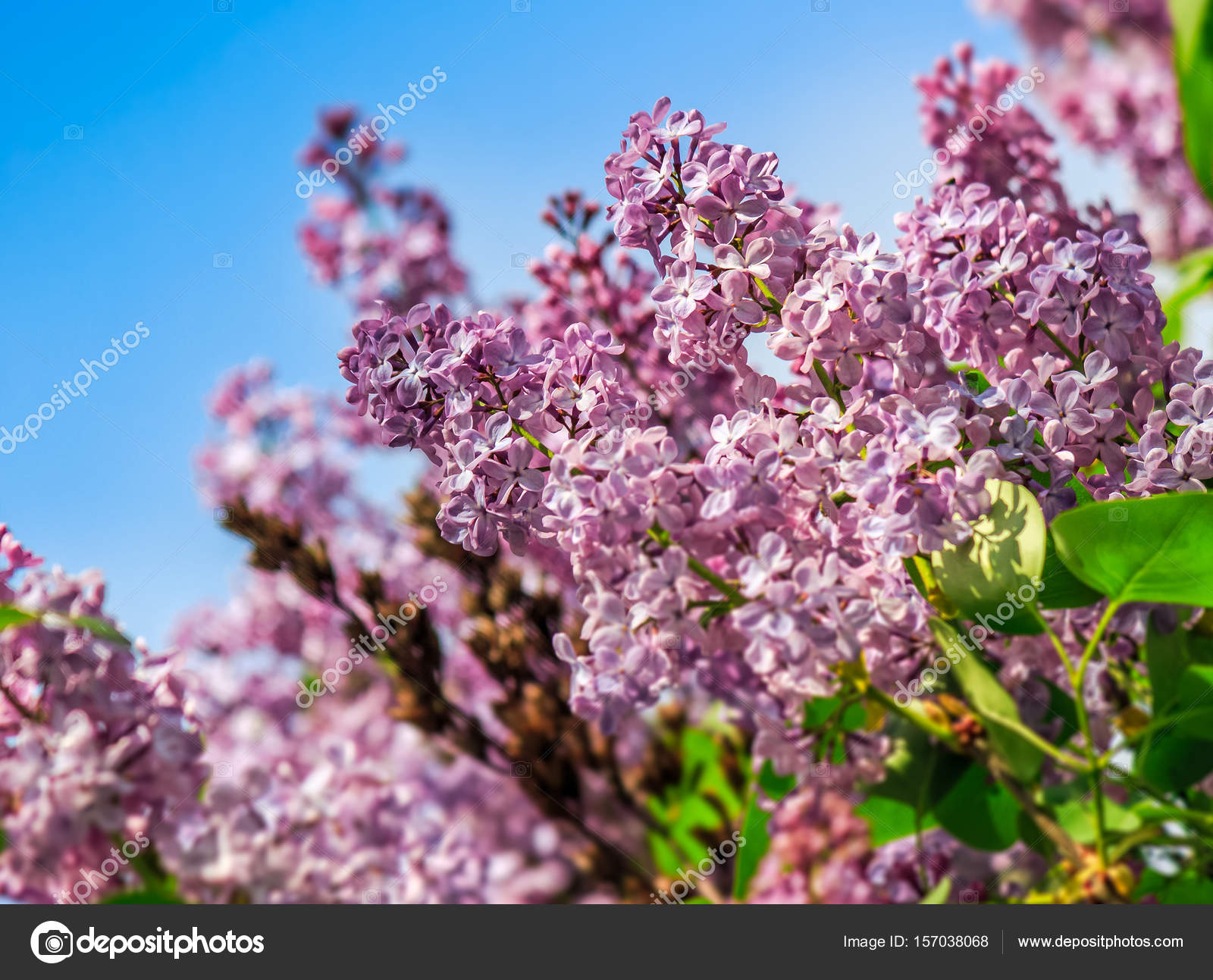 purple lilac blossom in garden at springtime — Stock Photo ...