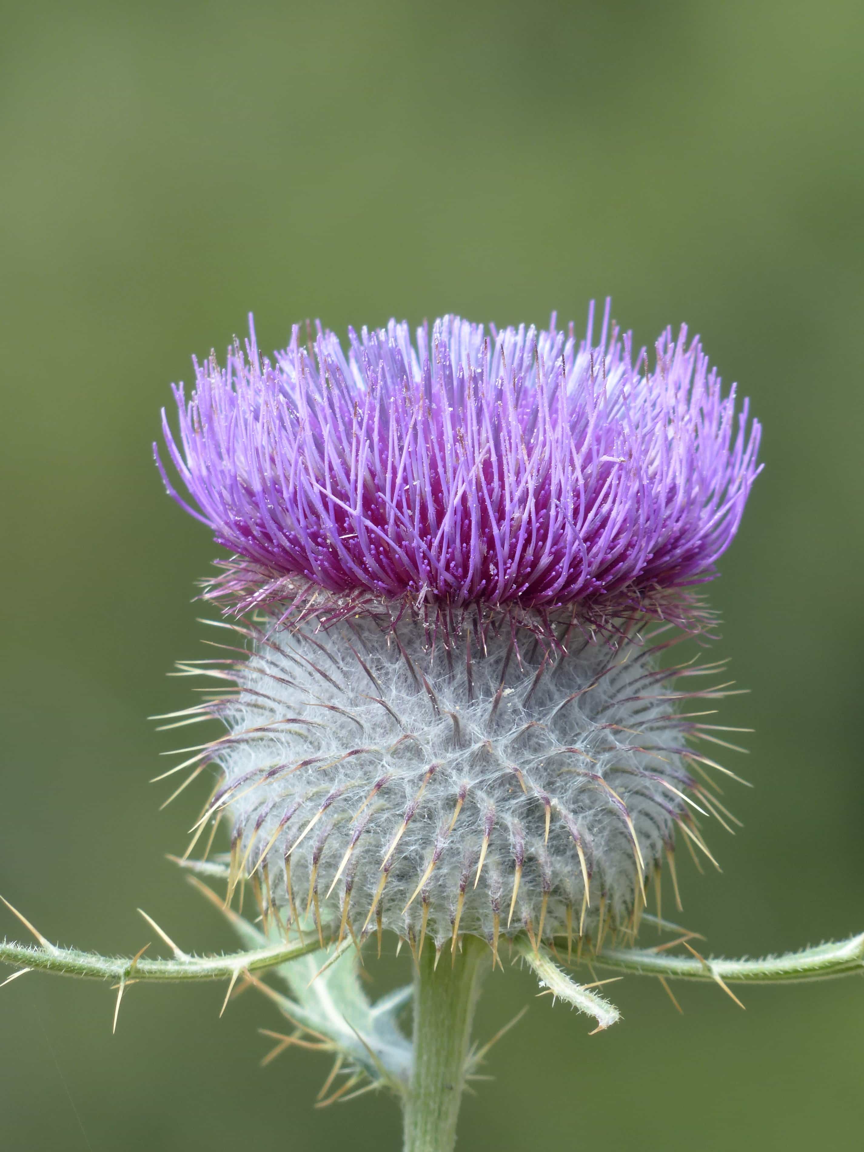 Free picture: thistle, flora, macro, wildflower, nature, summer ...