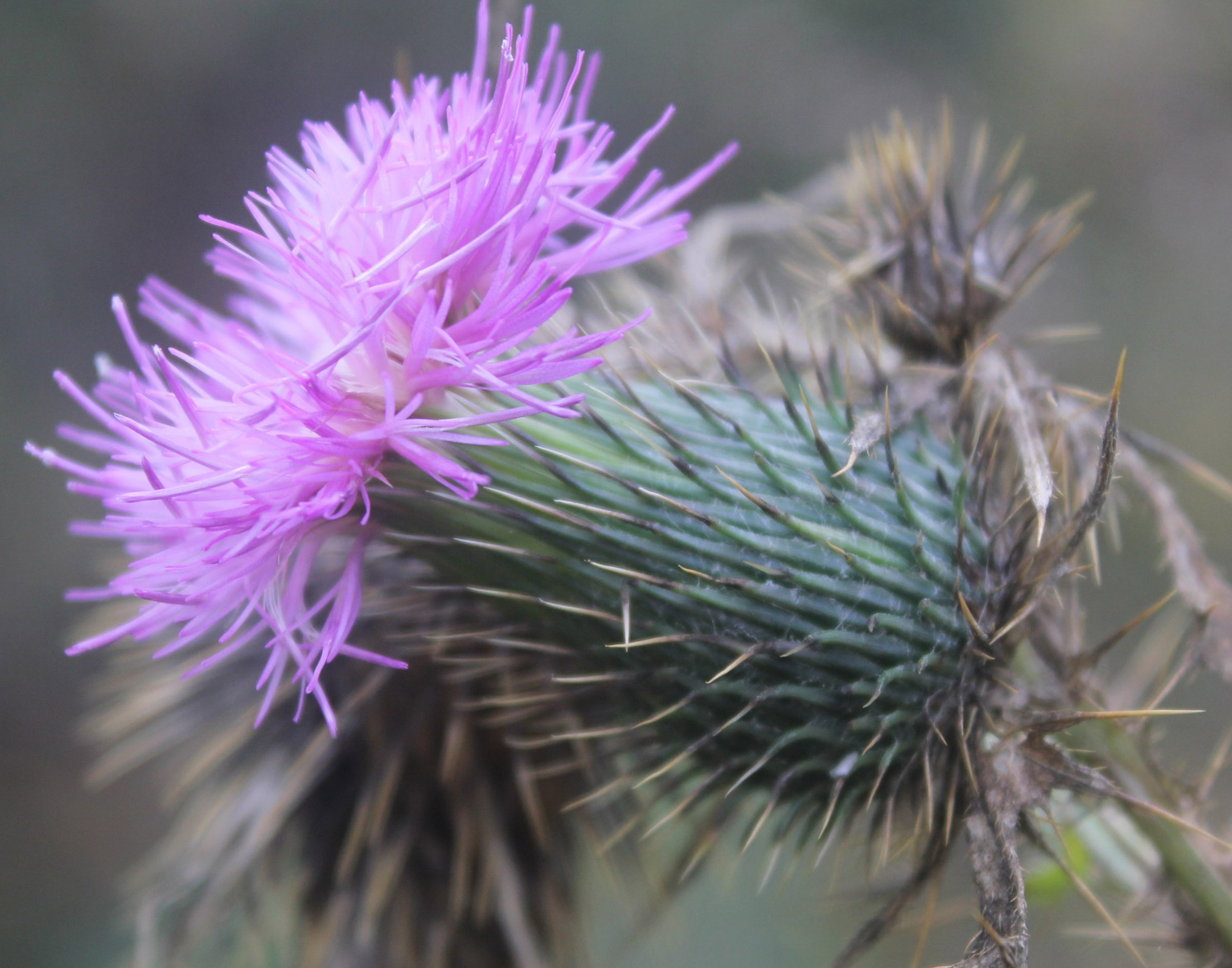 Purple Thorny Flower Free Stock Photo - Public Domain Pictures