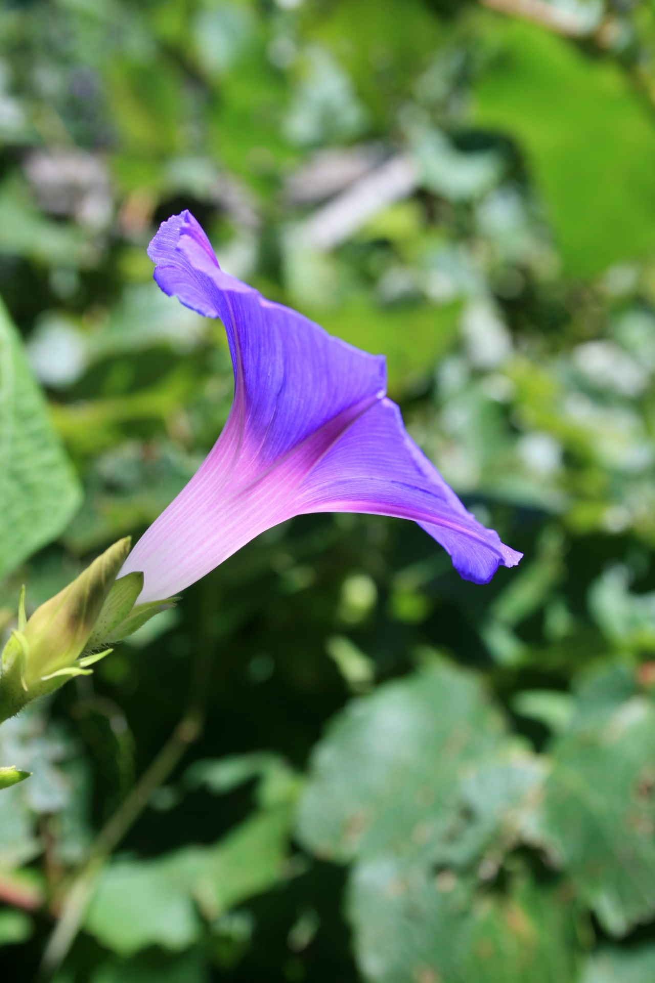 Trumpet Shaped Purple Flower Free Stock Photo - Public Domain Pictures