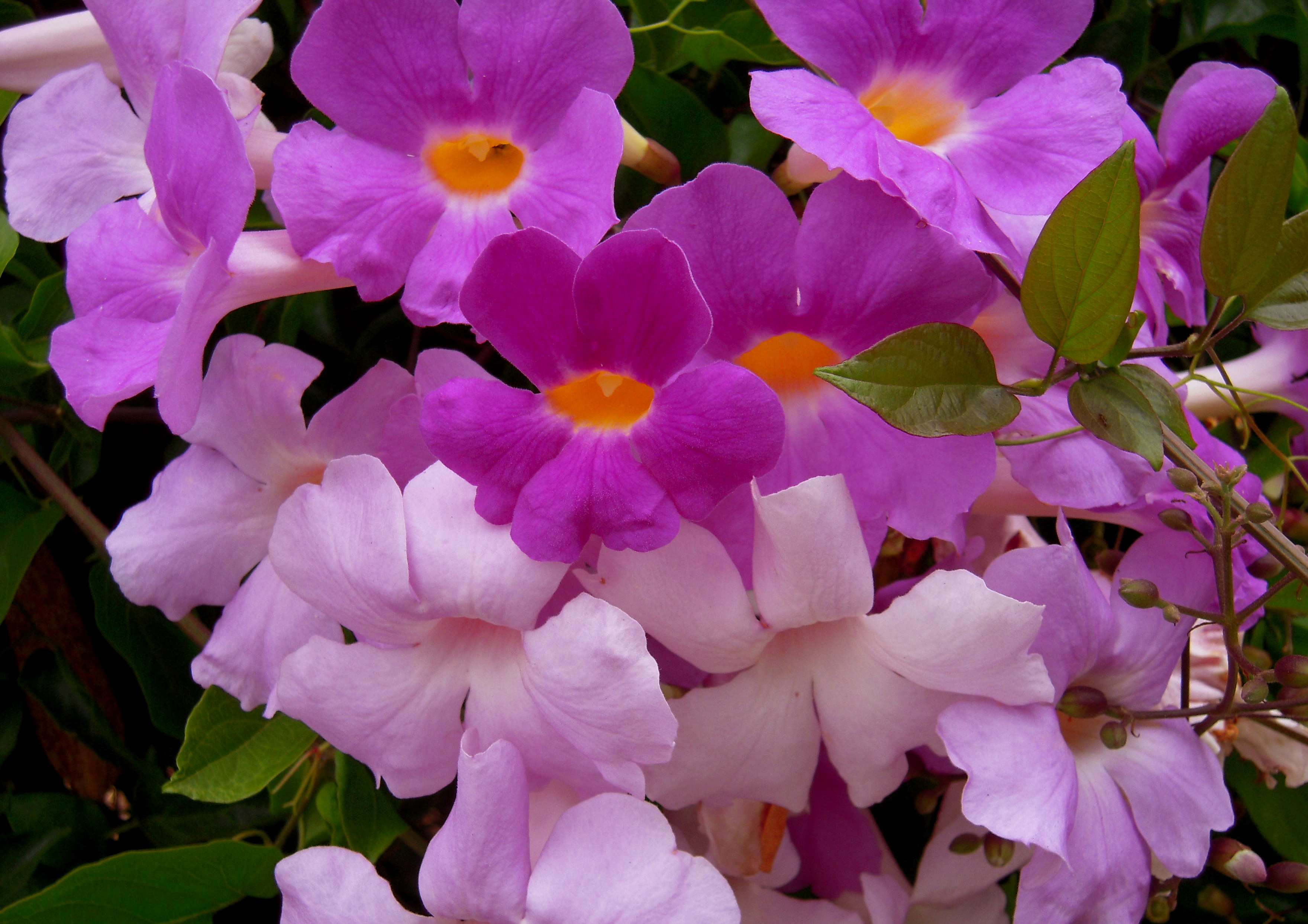 Purple Trumpet Vine. | Flower Power | Pinterest | Gardens, Dream ...