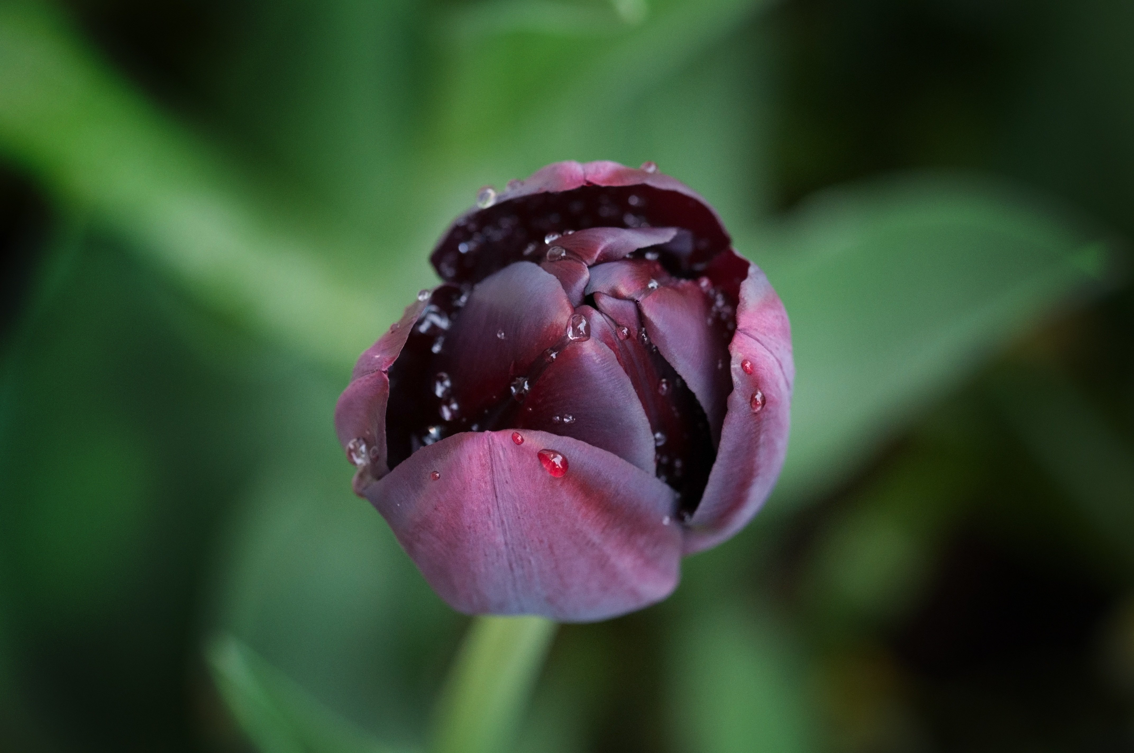 Purple tulip photo