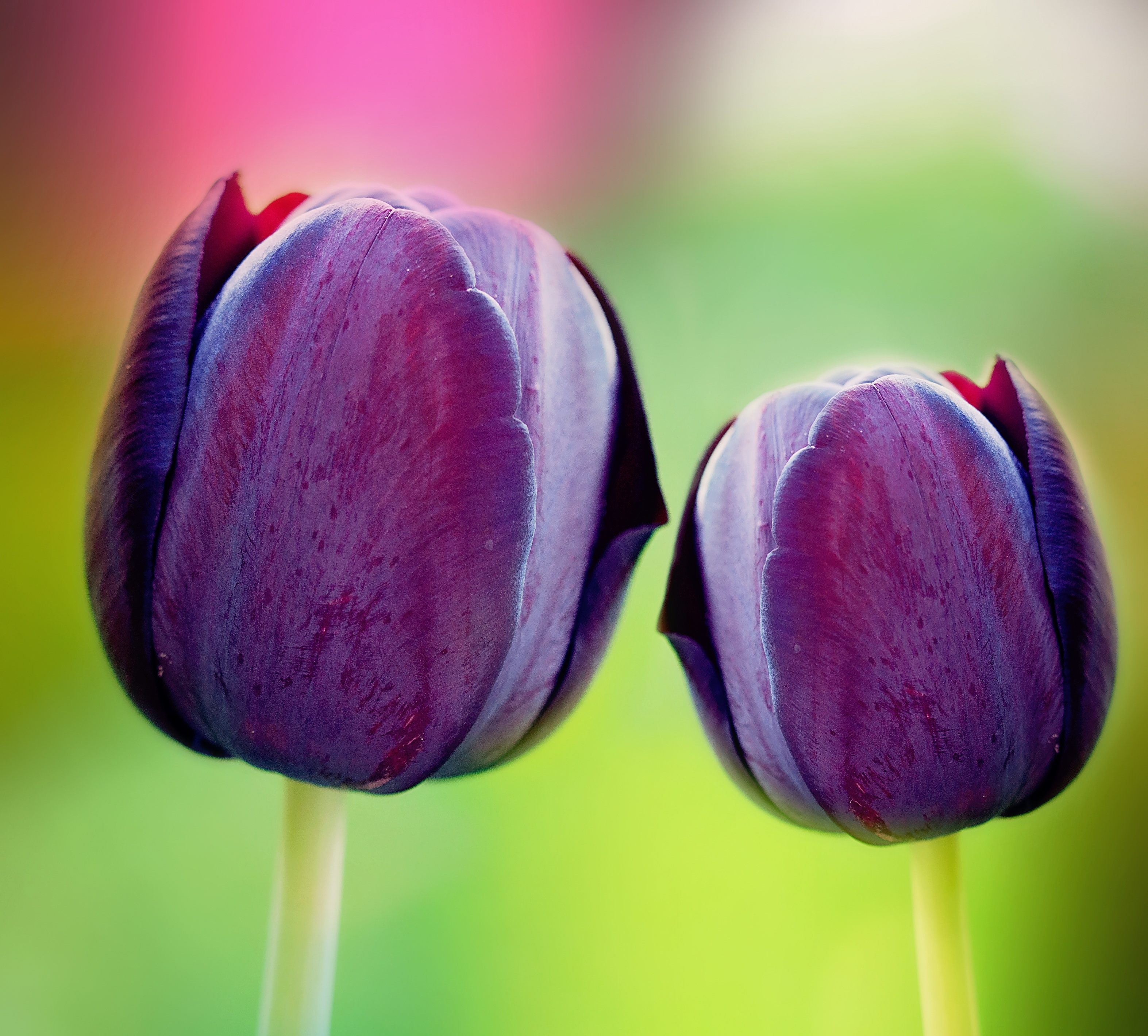 Purple Tulip, Bloom, Blooming, Flower, Fragrance, HQ Photo