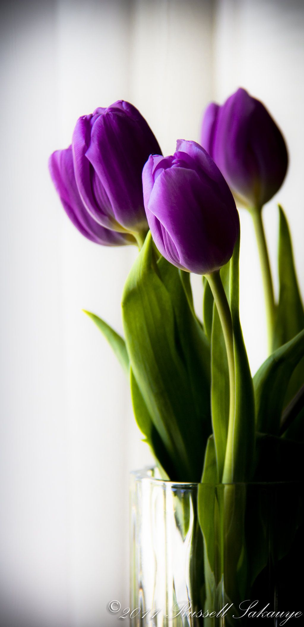 How to Grow Tulips and Other Perennials in Glass Jars in Your Home ...