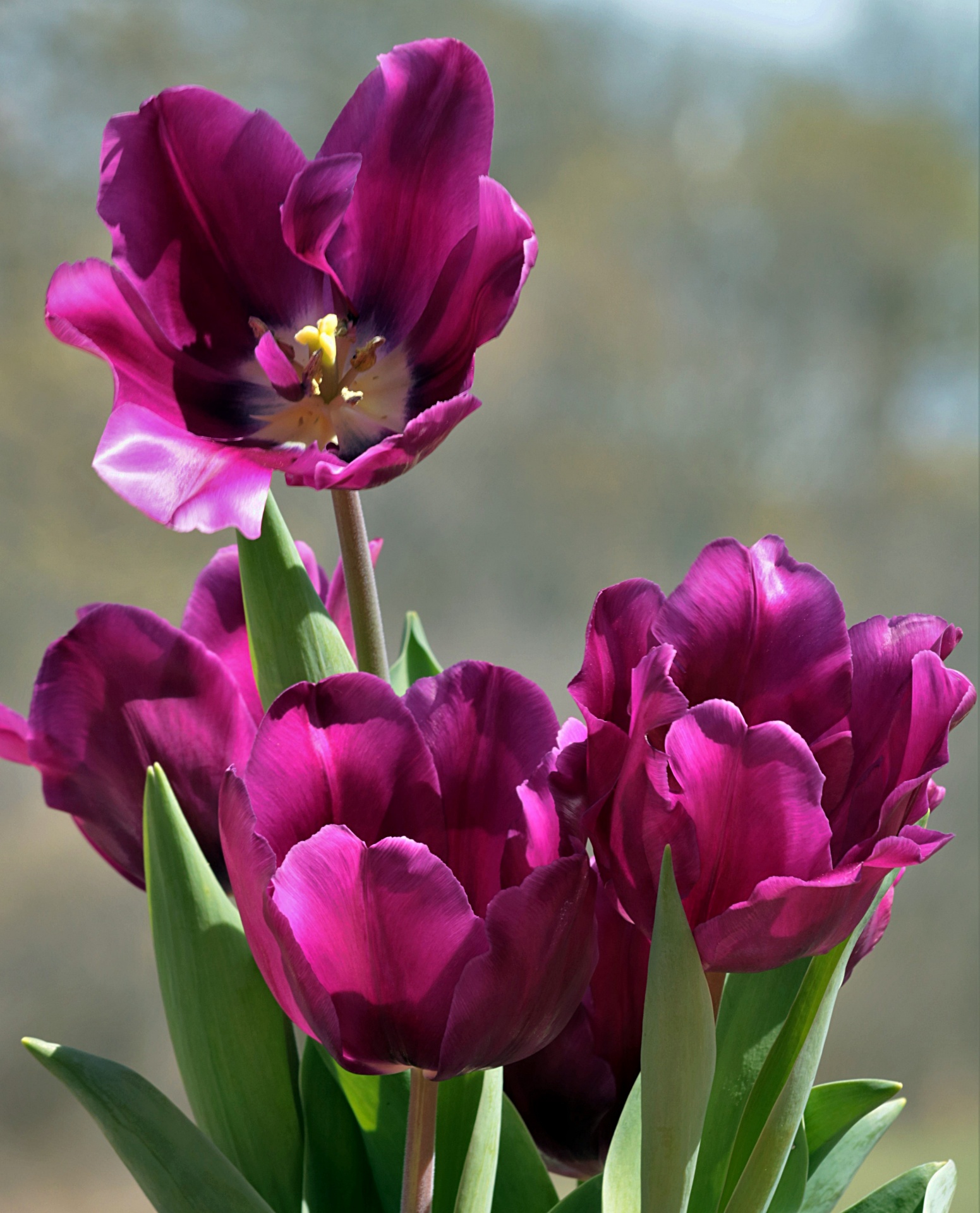 Purple Tulips Free Stock Photo - Public Domain Pictures