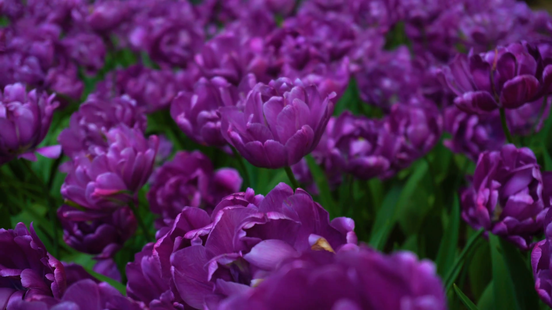 Beauty blooming purple tulips Stock Video Footage - Videoblocks