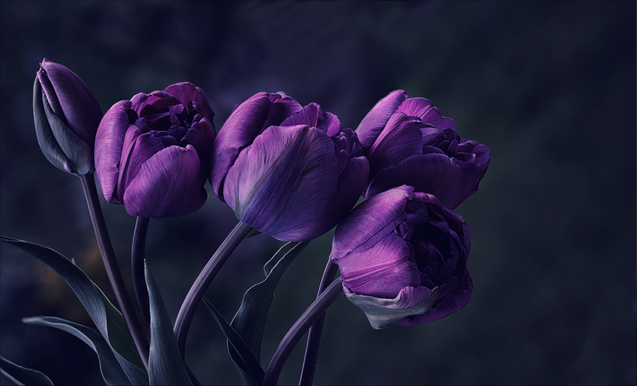 Flowers: Flowers Tulip Splendor Nature Beautiful Purple Tulips Lotus ...