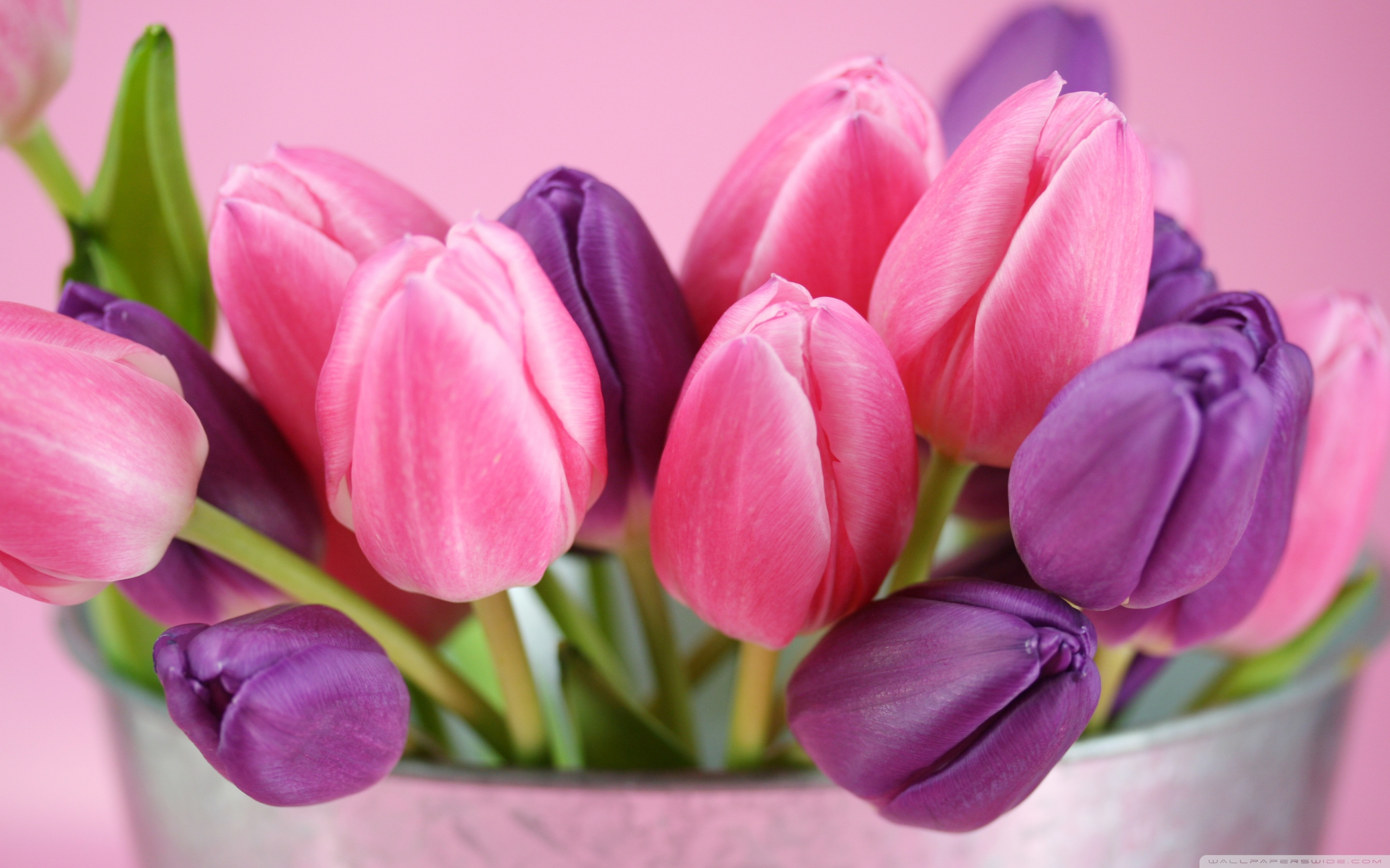 Flowers Purple Tulips wallpapers (Desktop, Phone, Tablet) - Awesome ...