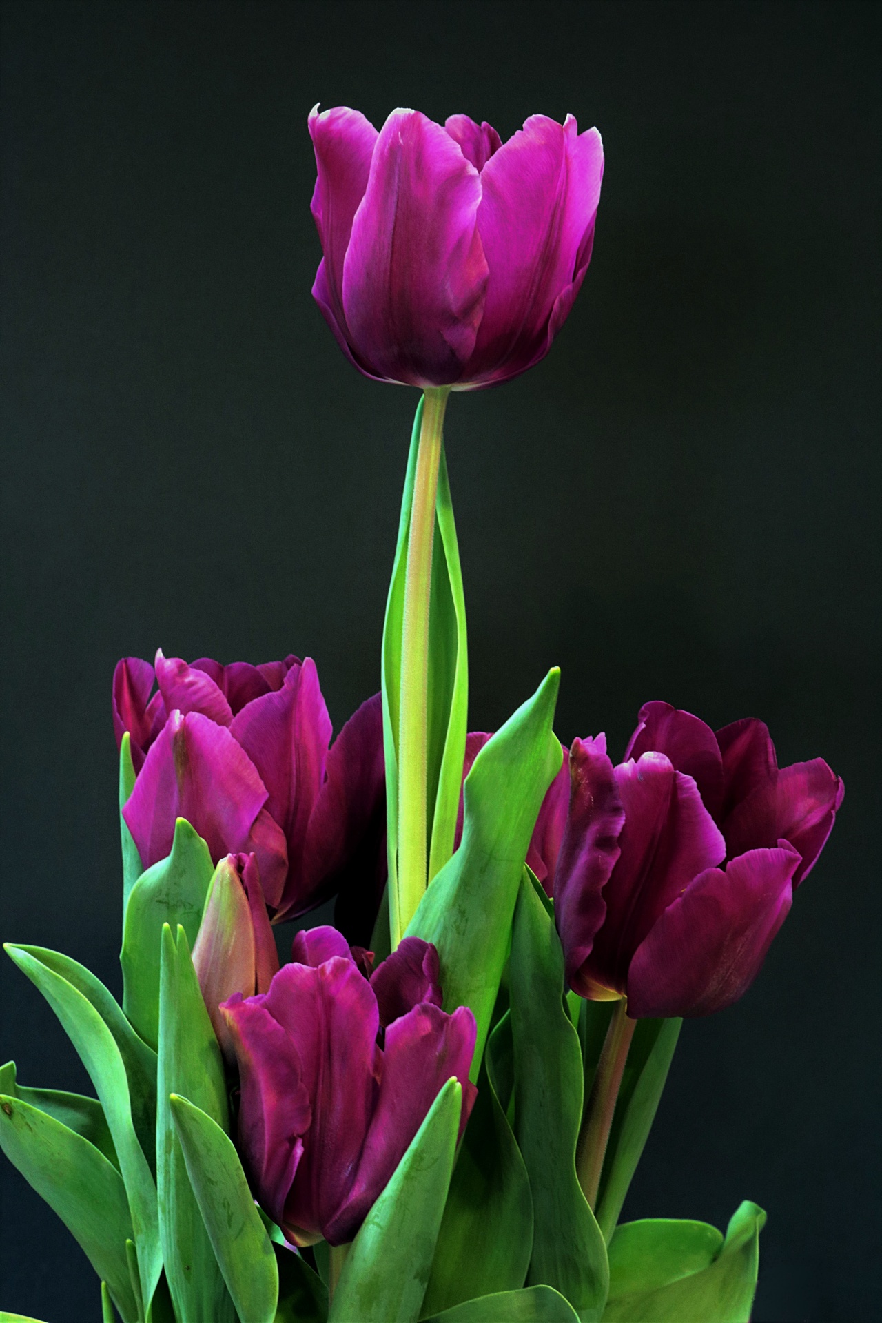 Purple Tulips On Black Free Stock Photo - Public Domain Pictures