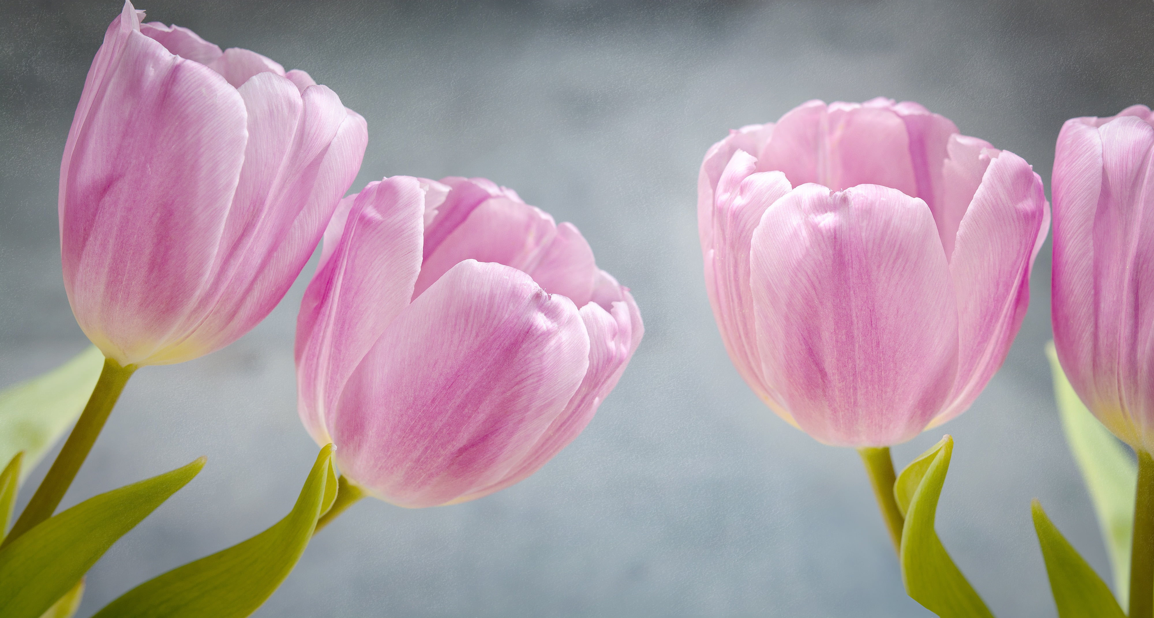 Бледно розовые тюльпаны