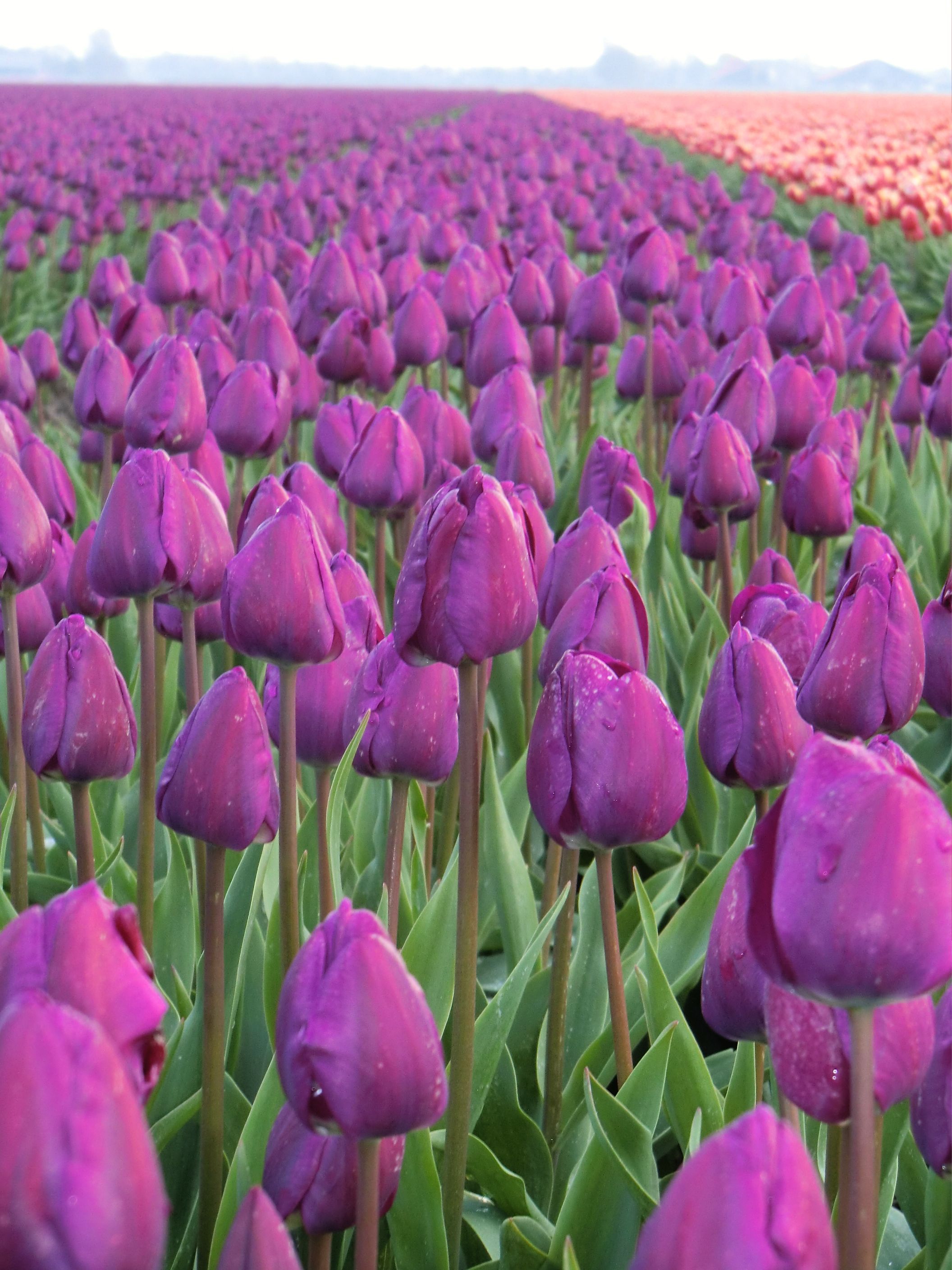 Purple tulips photo