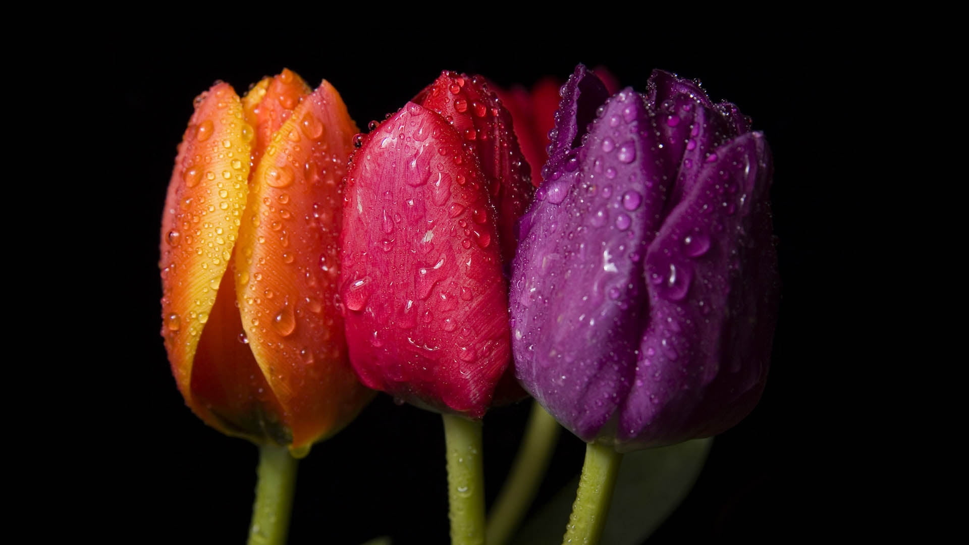 Close-up photography of three orange, red, and purple Tulips with ...