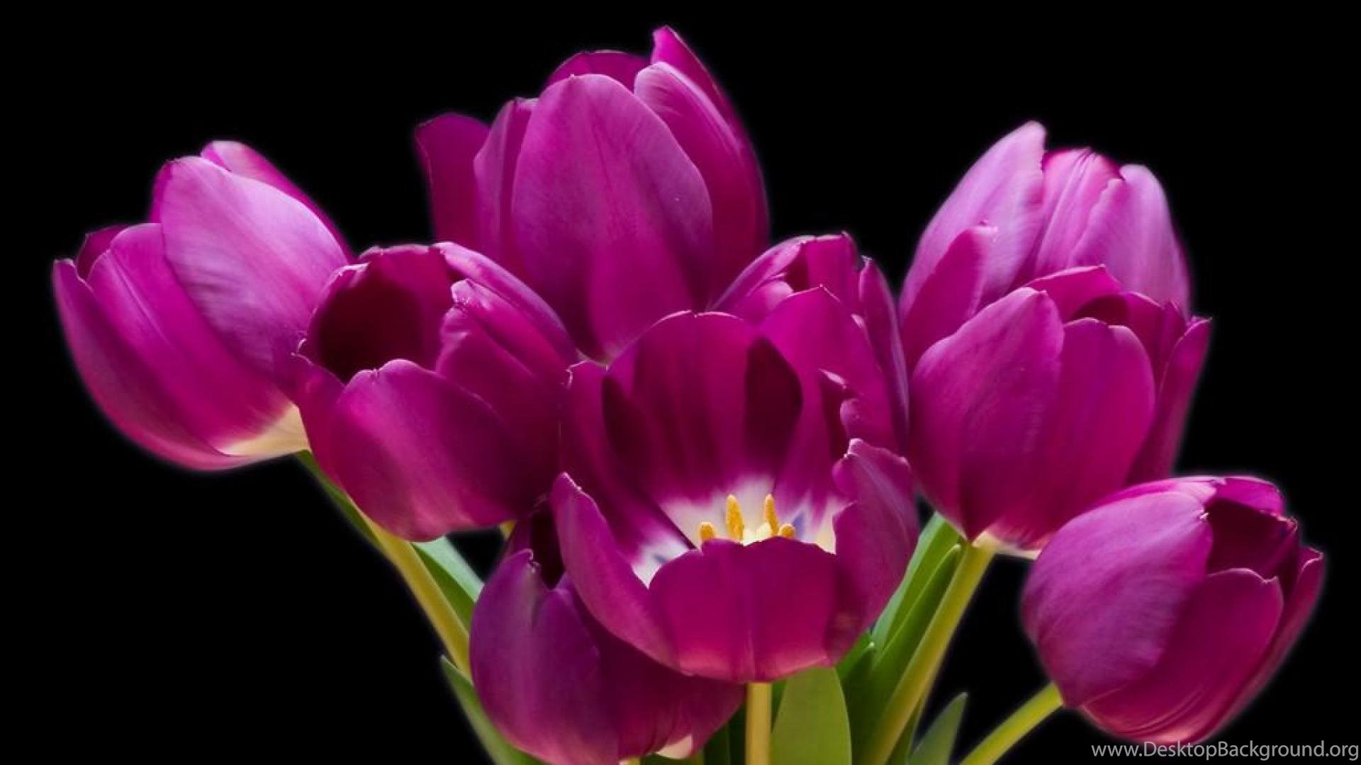Purple Tulips Wallpapers ( Desktop Background