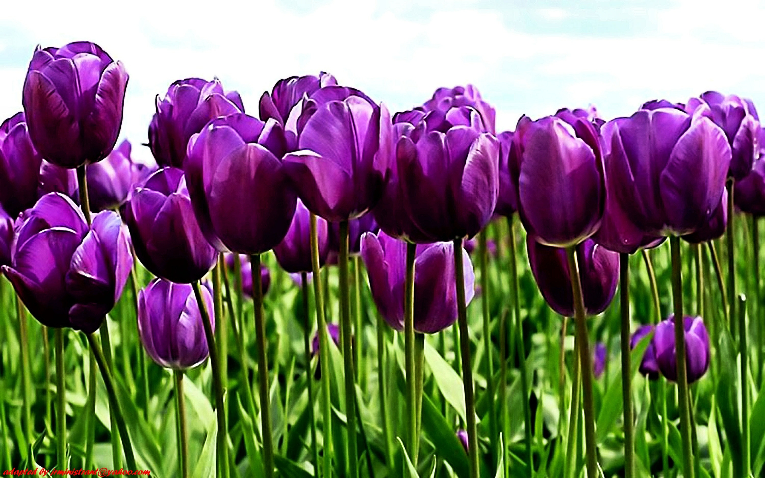 Purple Tulips Wallpaper Photo - Photography Iphone HD Wallpapers