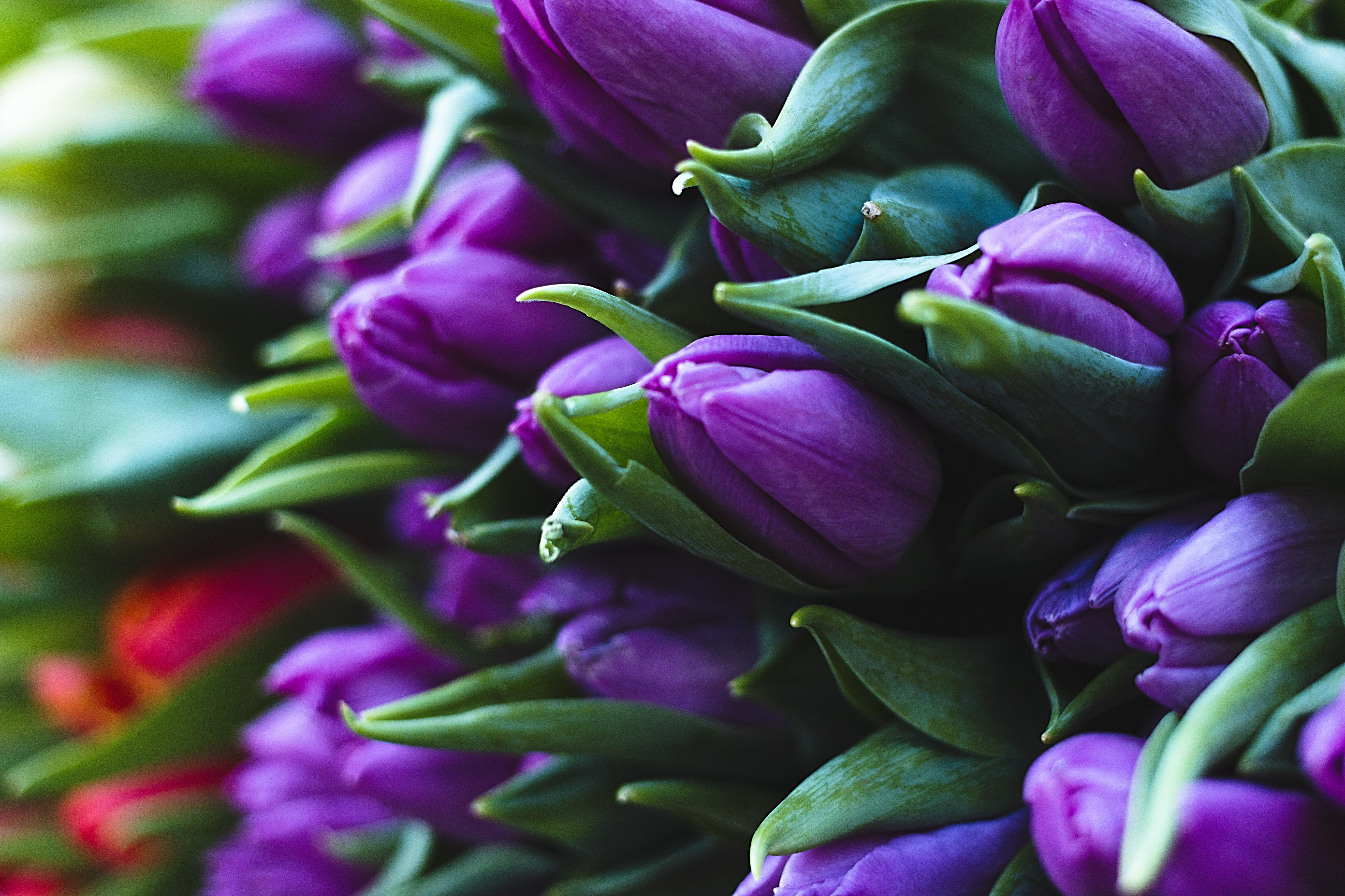 purple tulips - Motosha