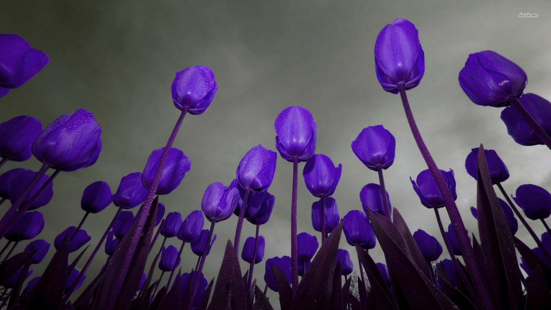 Purple Tulips wallpaper - Flower wallpapers - #28775