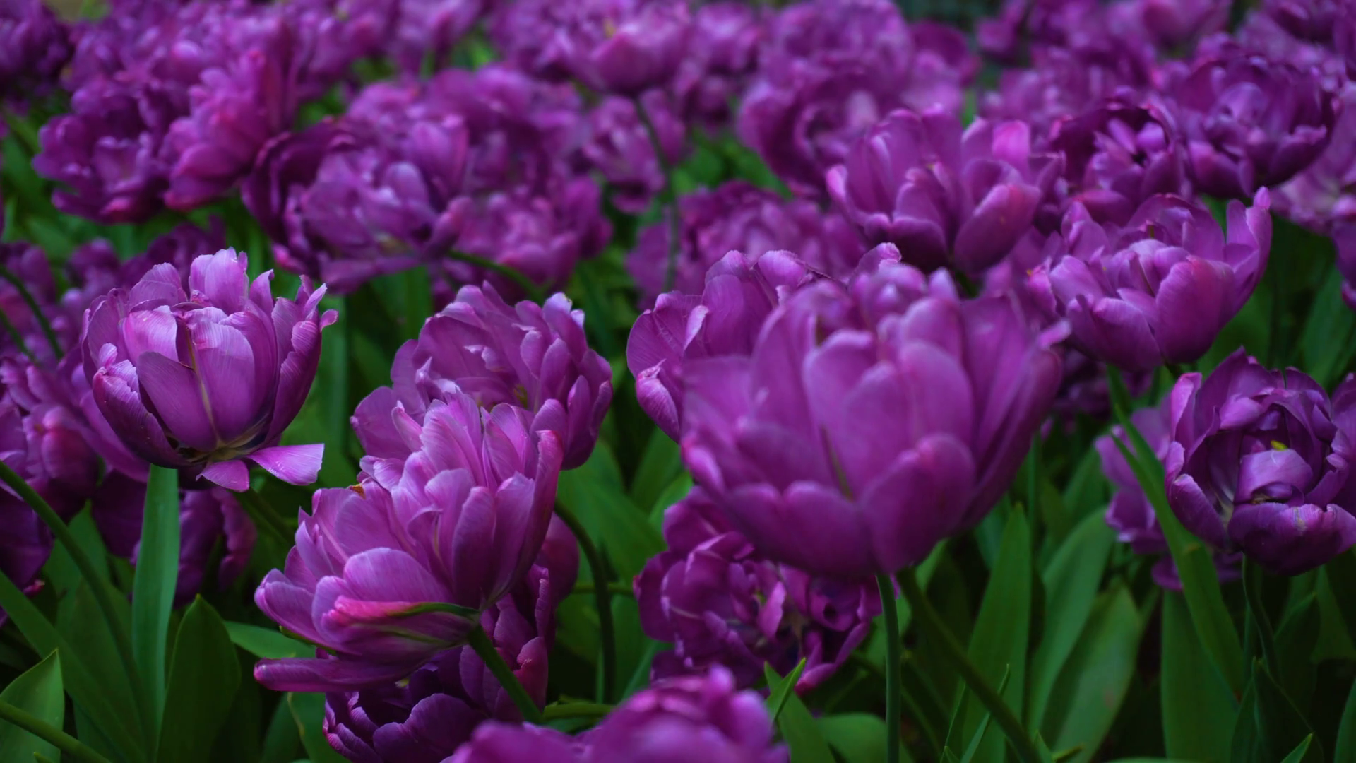 Free photo: Purple Tulips - Bloom, Blossom, Field - Free Download - Jooinn