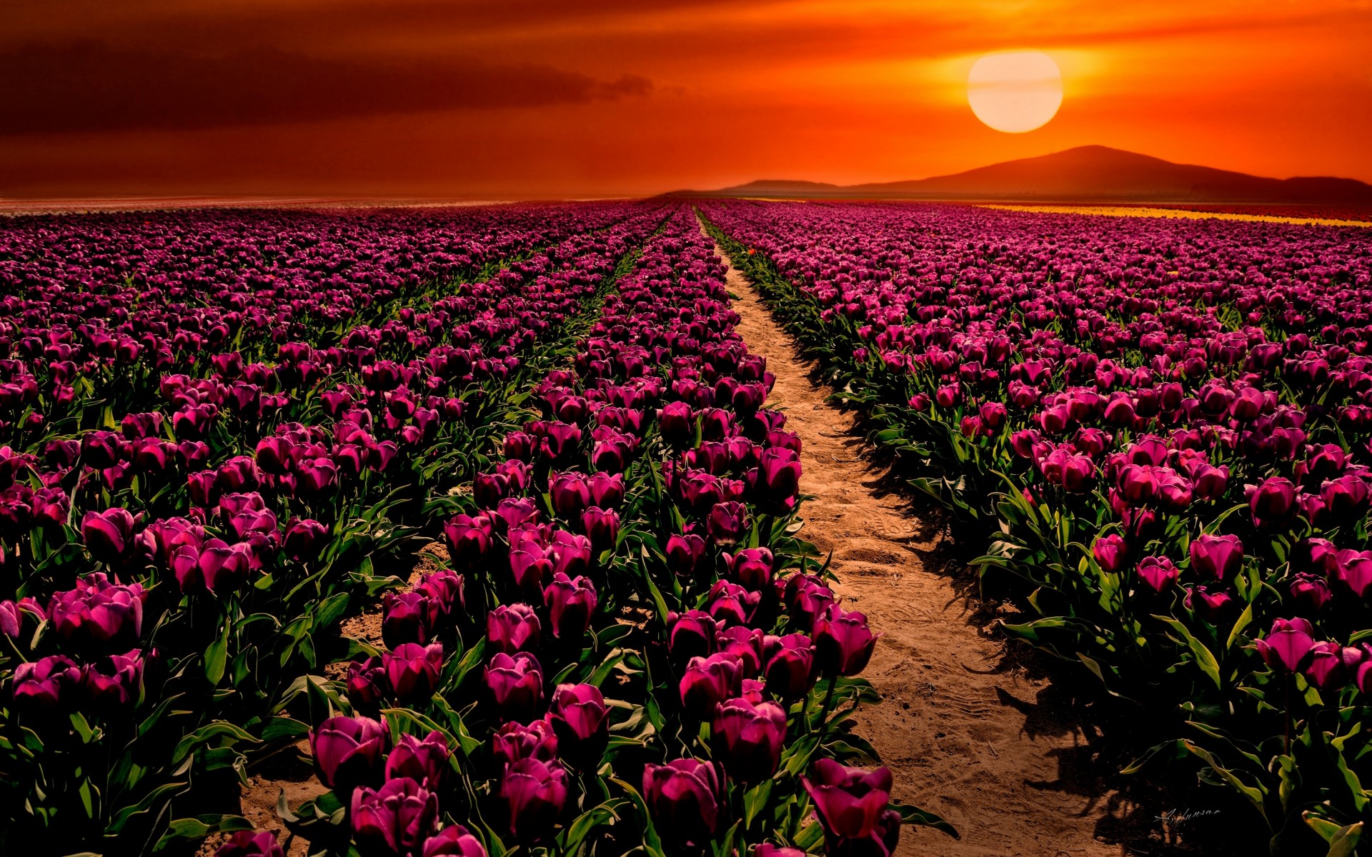 Wallpaper Purple tulips, Sunset, Garden, HD, Flowers, #5512
