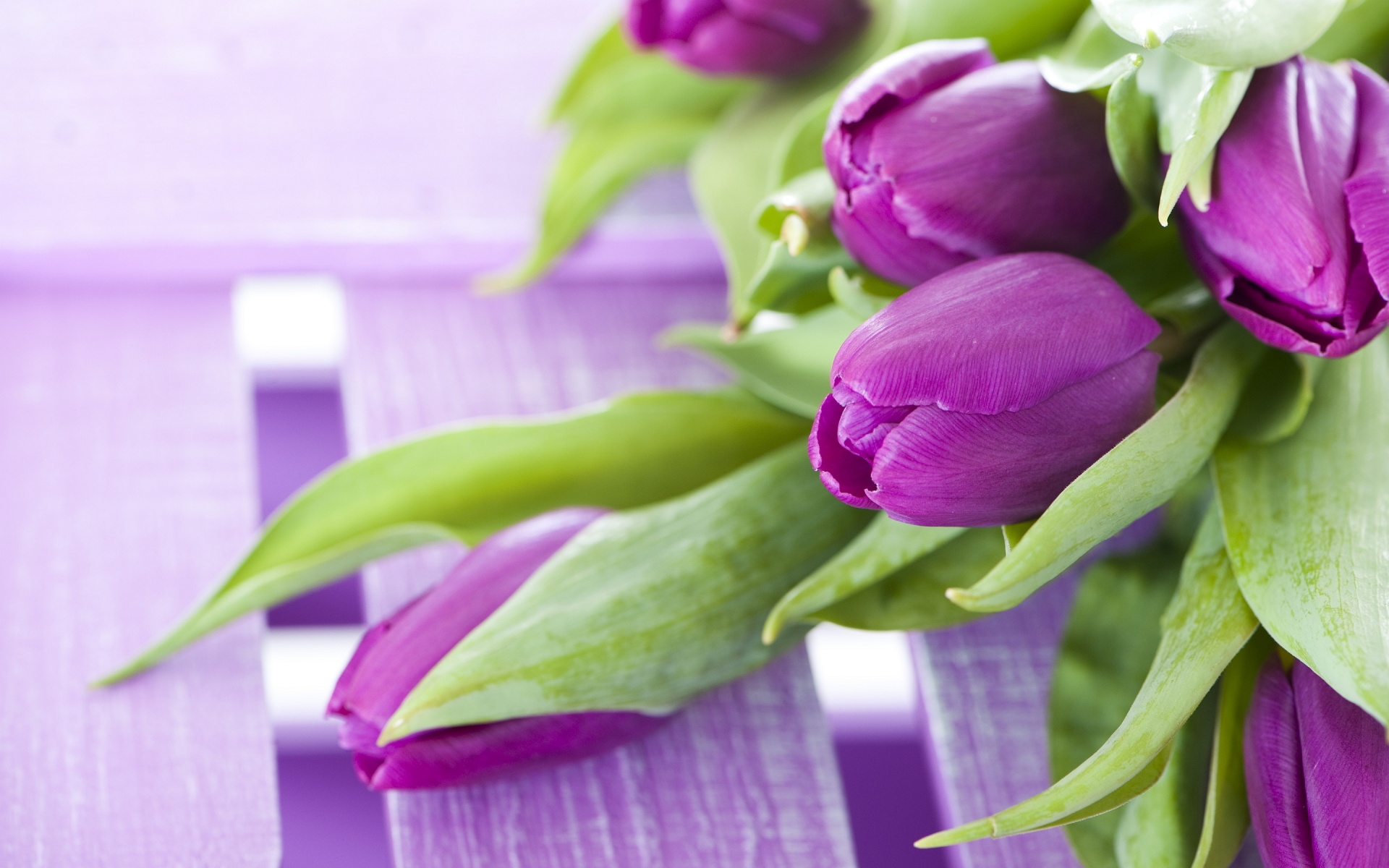 Purple And White Tulips HD Wallpaper, Background Images