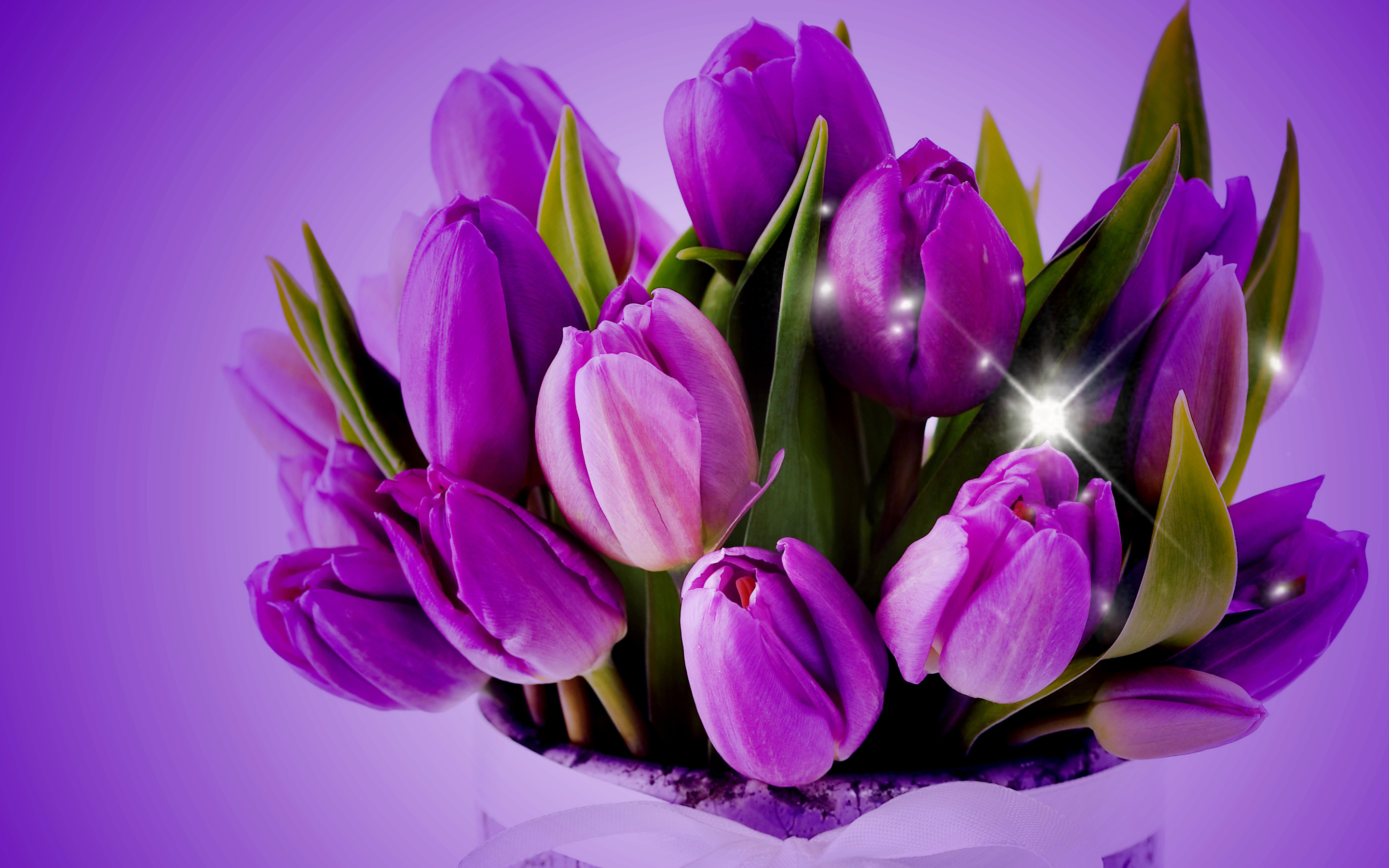 Purple Tulips Wallpapers High Quality - Photography Iphone HD Wallpapers
