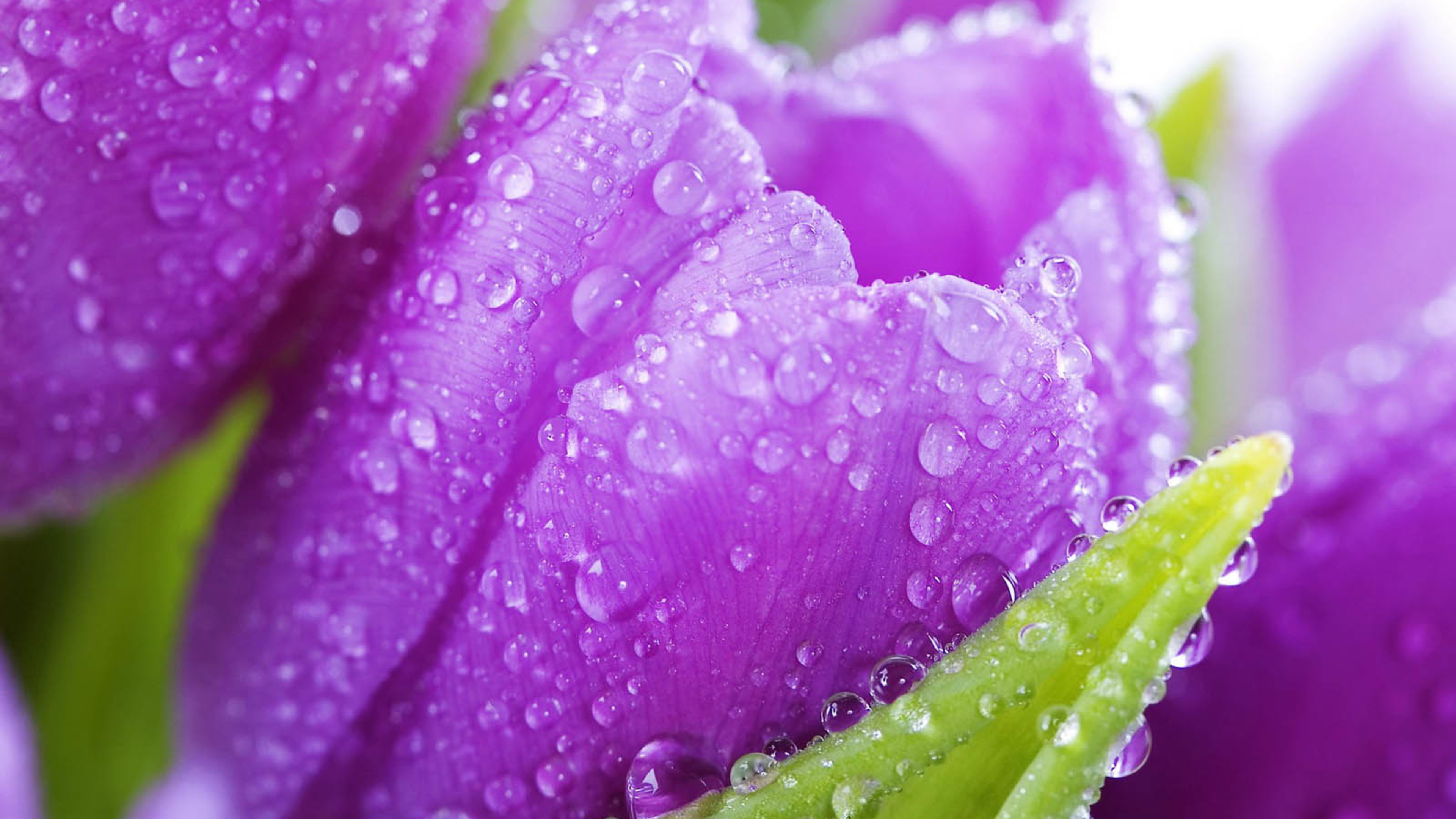Purple tulips with water drops - Spring flowers Wallpaper Download ...