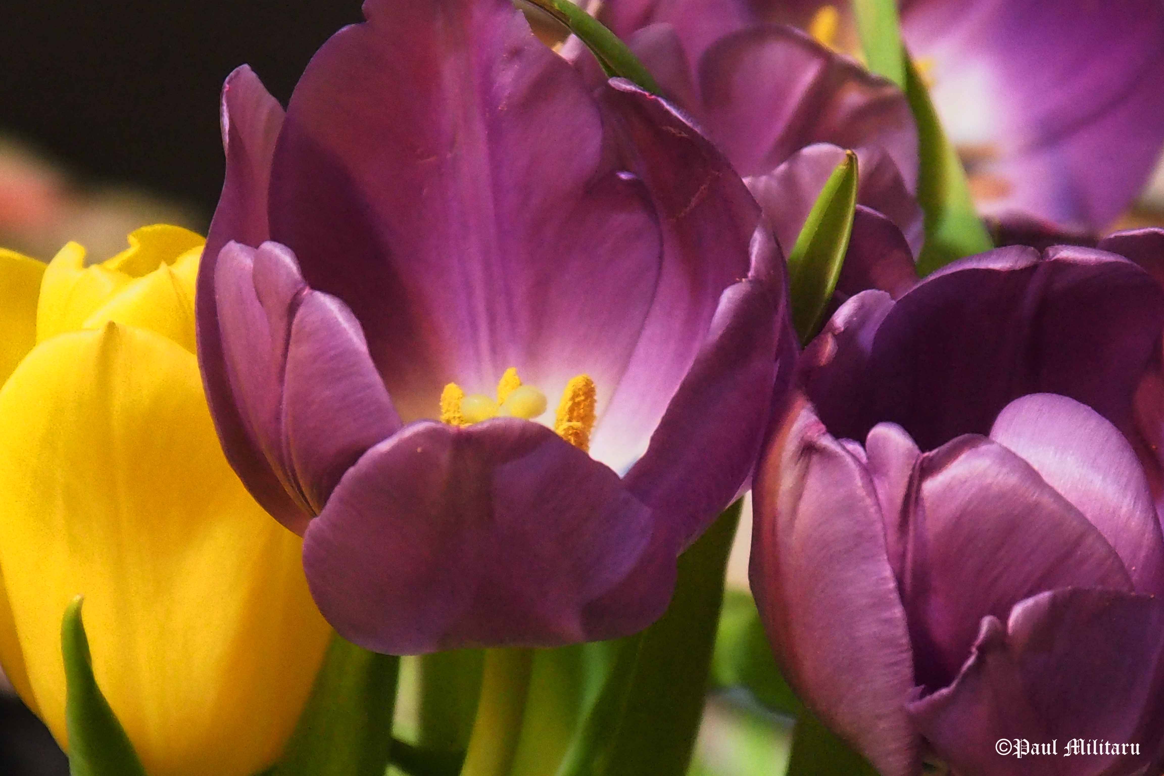 yellow and purple tulips | Paul Militaru