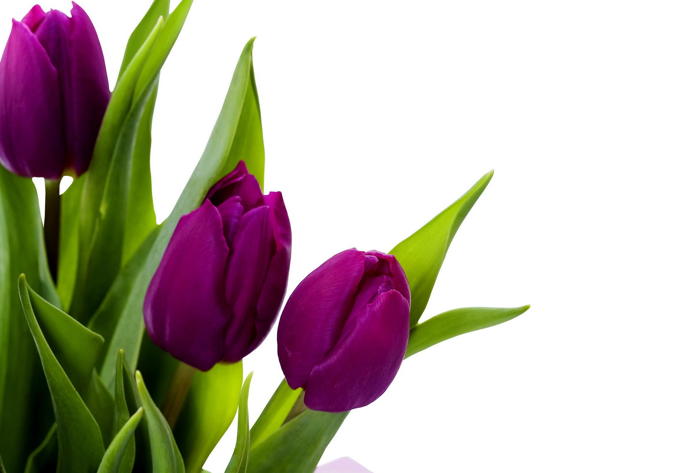 Purple Tulips Full HD Wallpaper and Background Image | 2400x1640 ...
