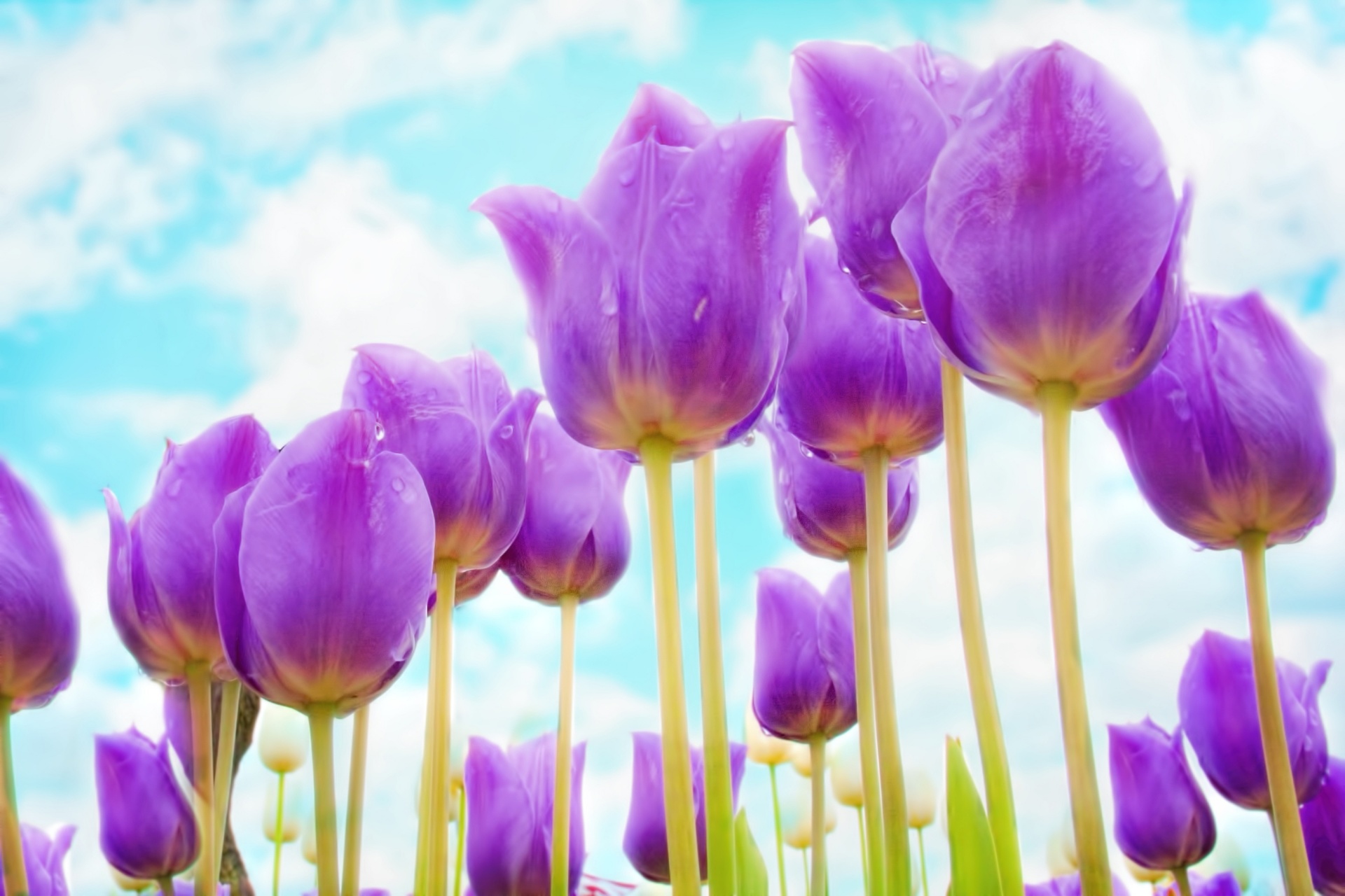 Purple Tulips Soft Focus Free Stock Photo - Public Domain Pictures