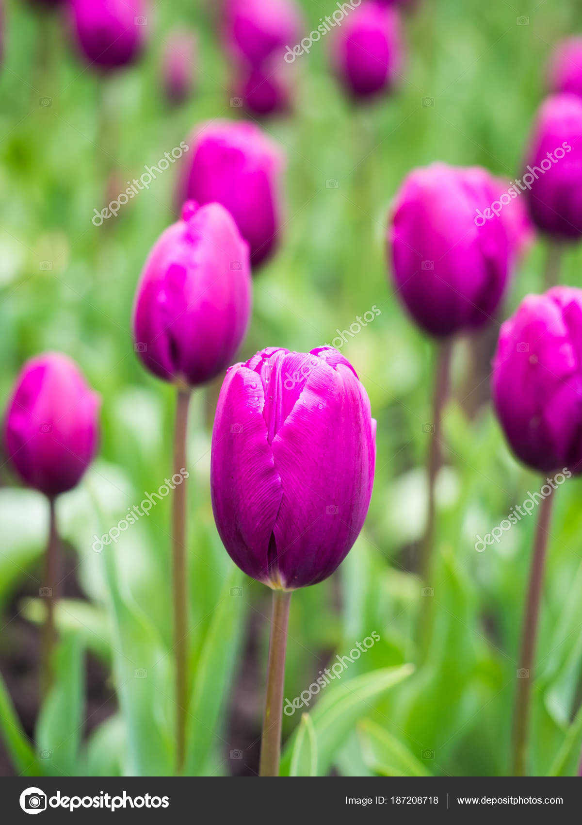 Close Beautiful Field Purple Tulips Flowers Portugal Soft Selective ...