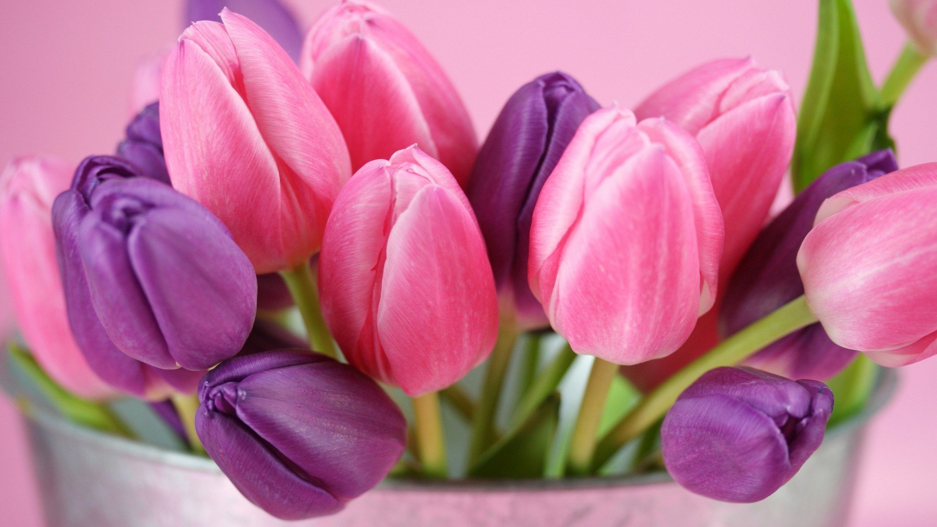 Pink And Purple Tulips Flowers - Wallpaper Gallery