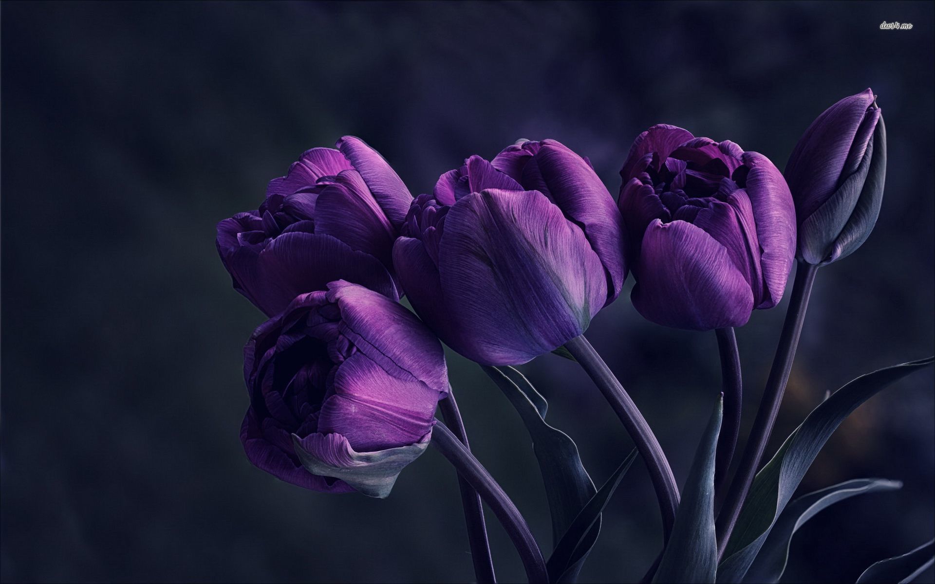 Purple Tulips Wallpaper | Chainimage