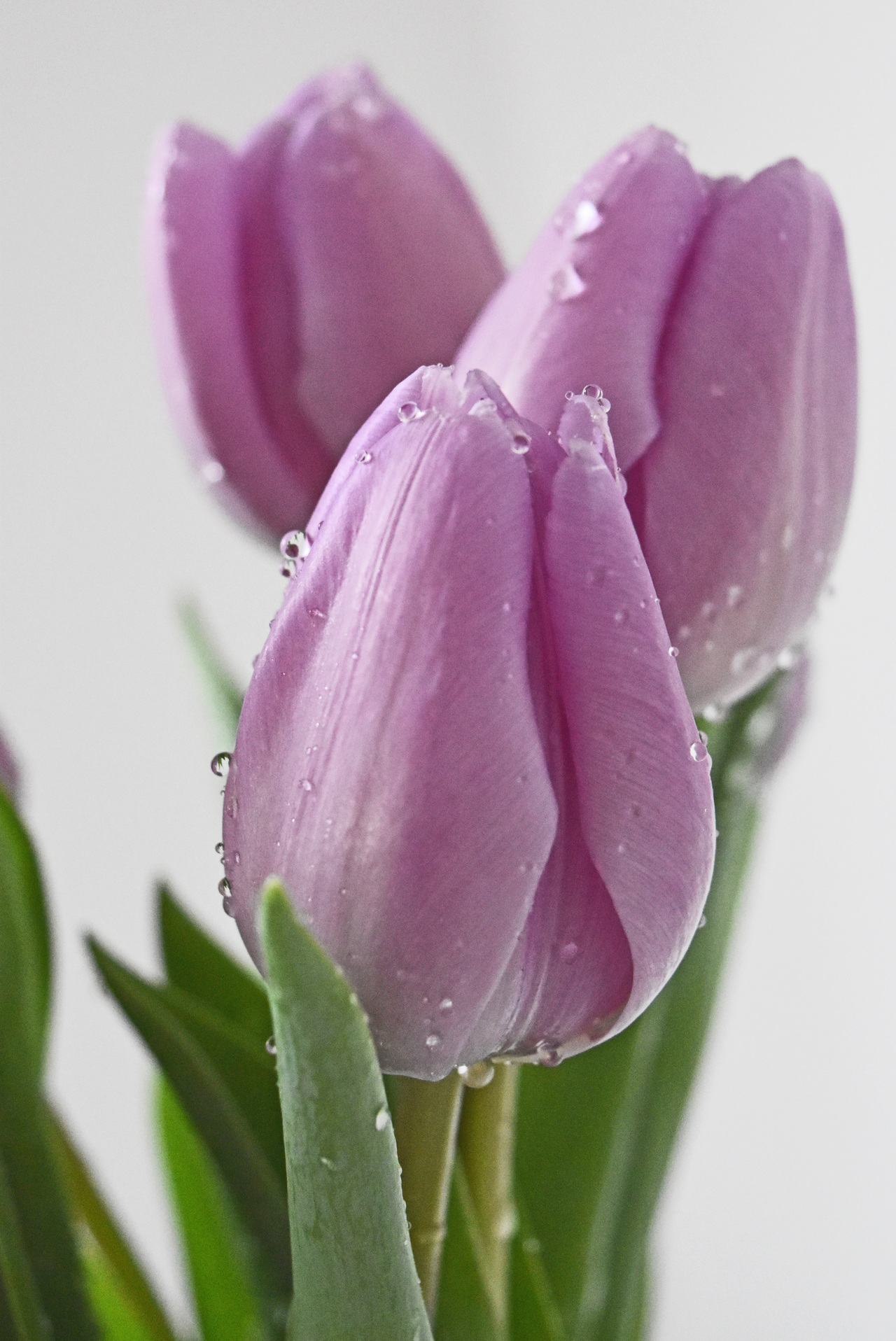 Foap.com: Purple tulips | joanwozniak, Easter, bouquet, bright stock ...