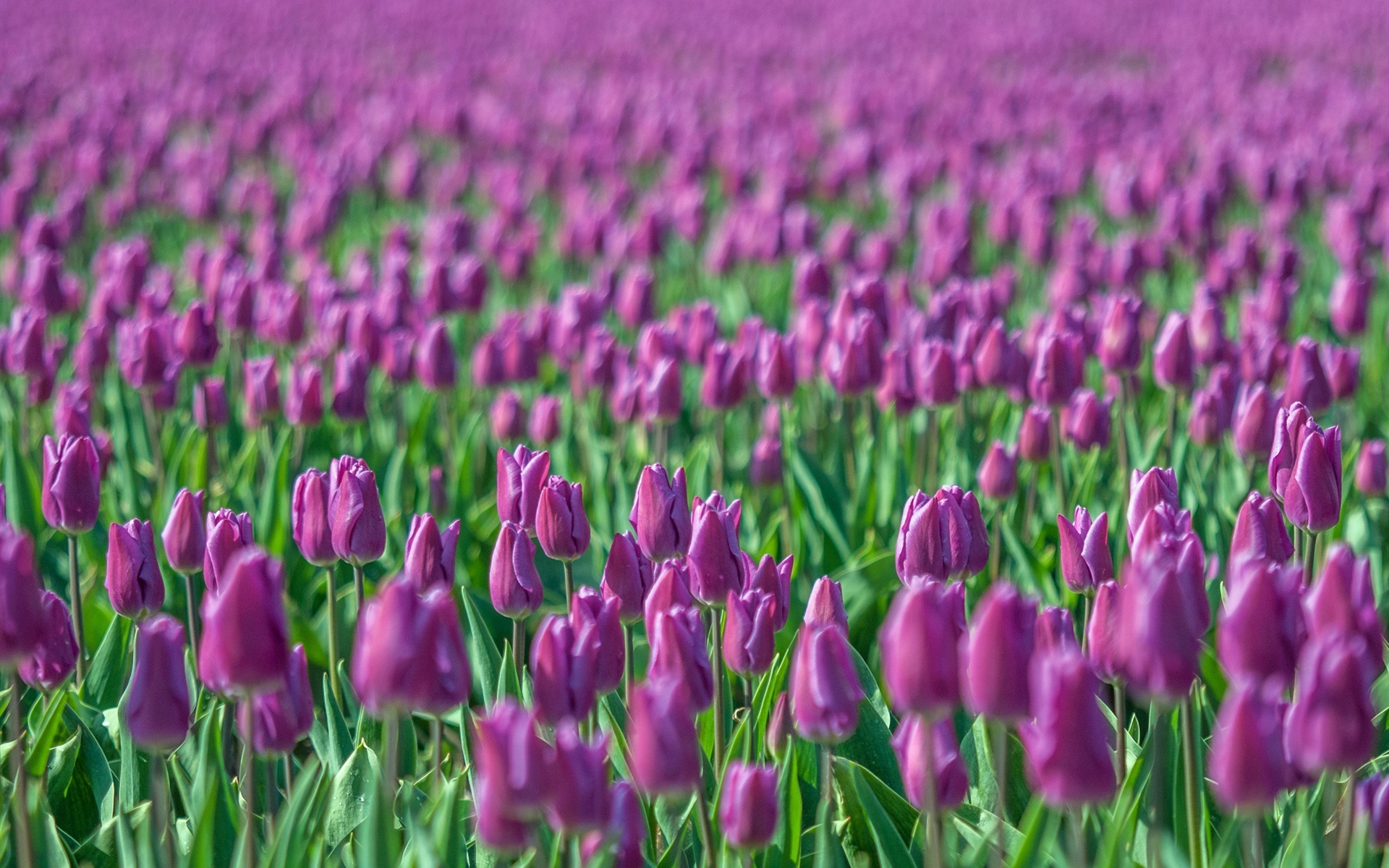 Purple tulips, flowers field, blurring wallpaper | flowers ...