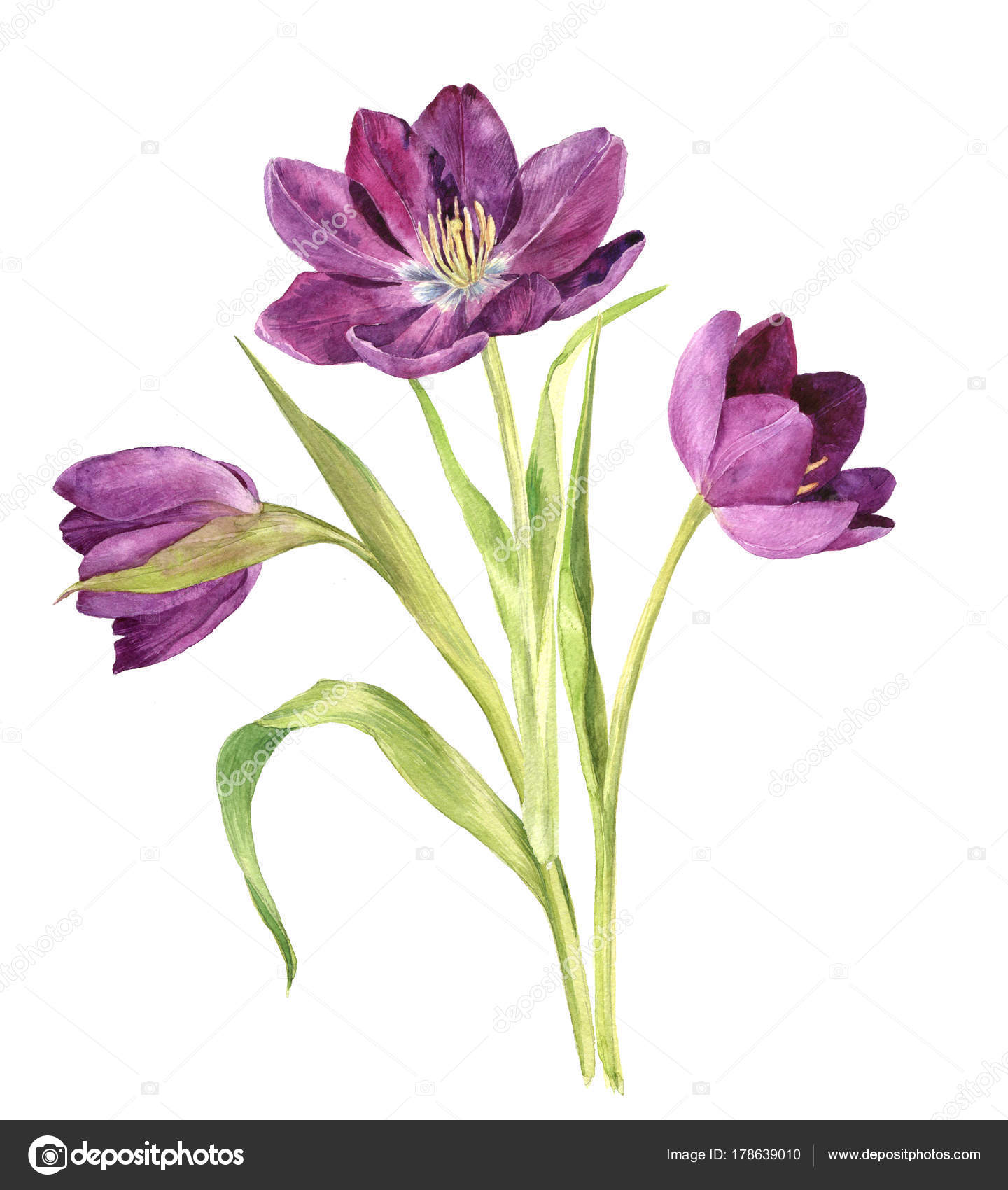 watercolor purple tulips — Stock Photo © cat_arch_angel #178639010