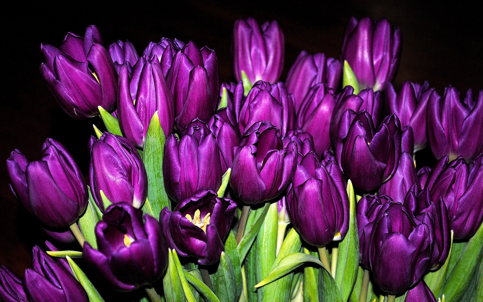 Purple Tulips Wallpaper Background - Photography Iphone HD Wallpapers