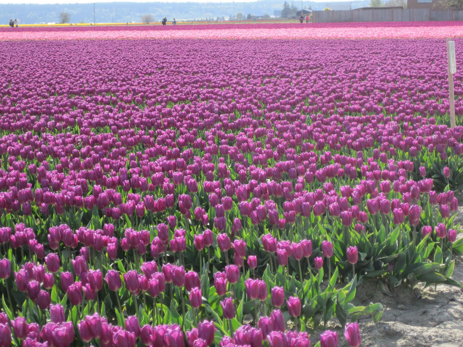 Purple Tulips Field HD Wallpaper, Background Images