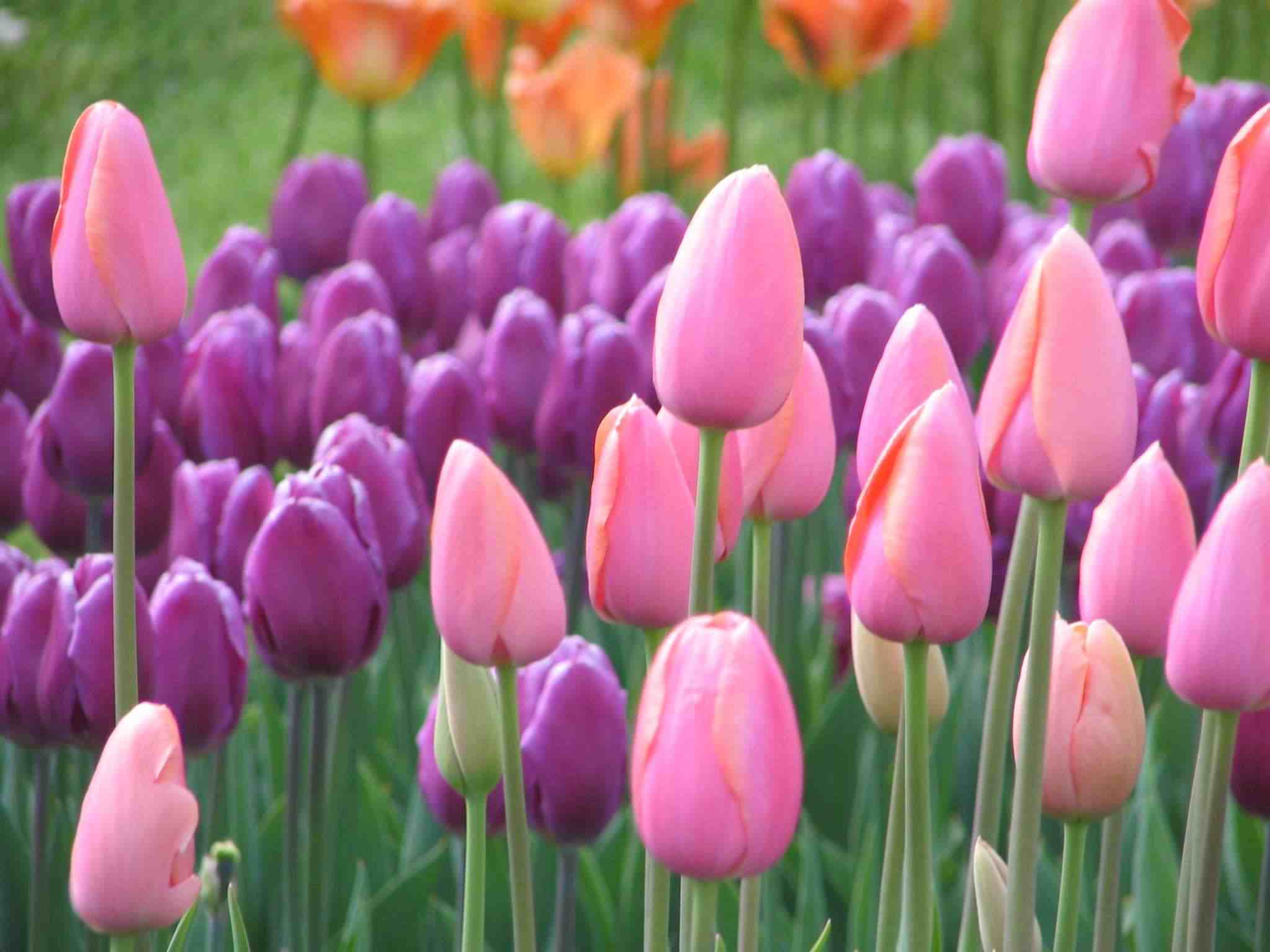 pink-purple-tulips-flower | Moods Mania