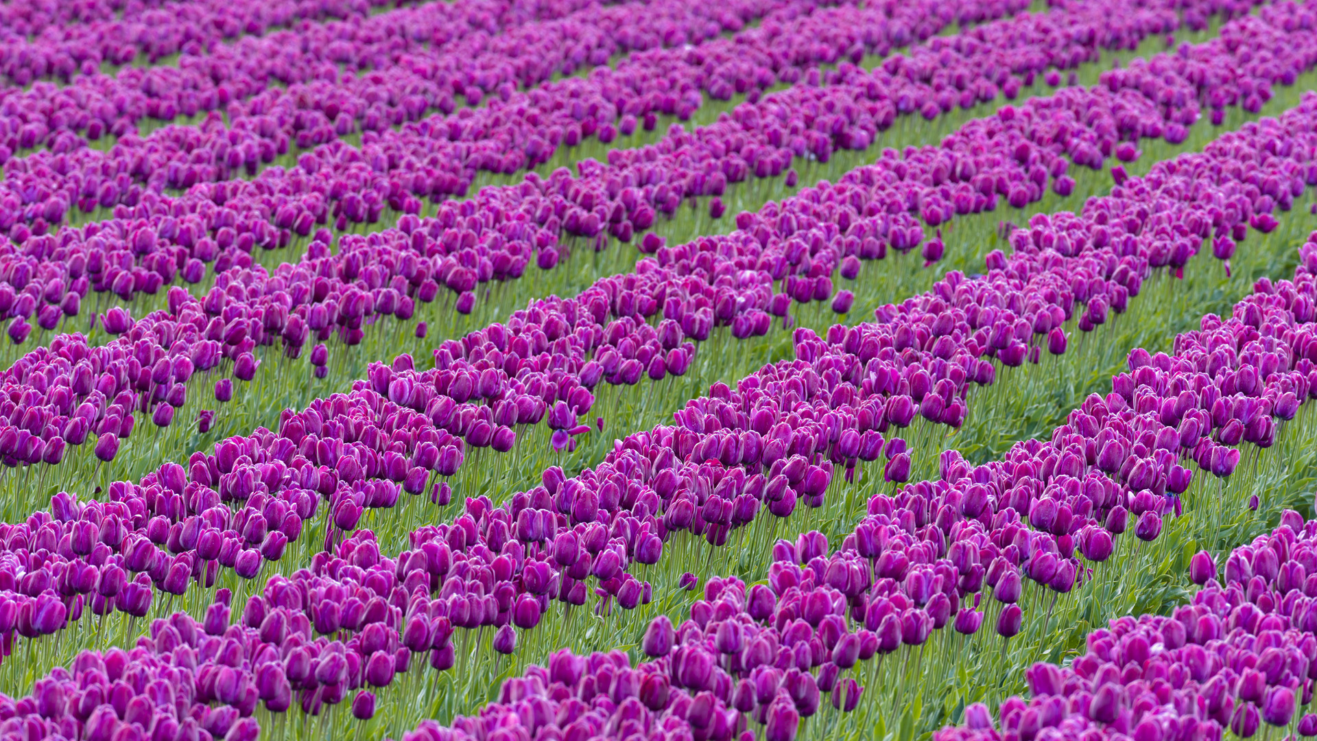 Beautiful Purple Tulips Flower Garden Wallpape #6527 Wallpaper ...