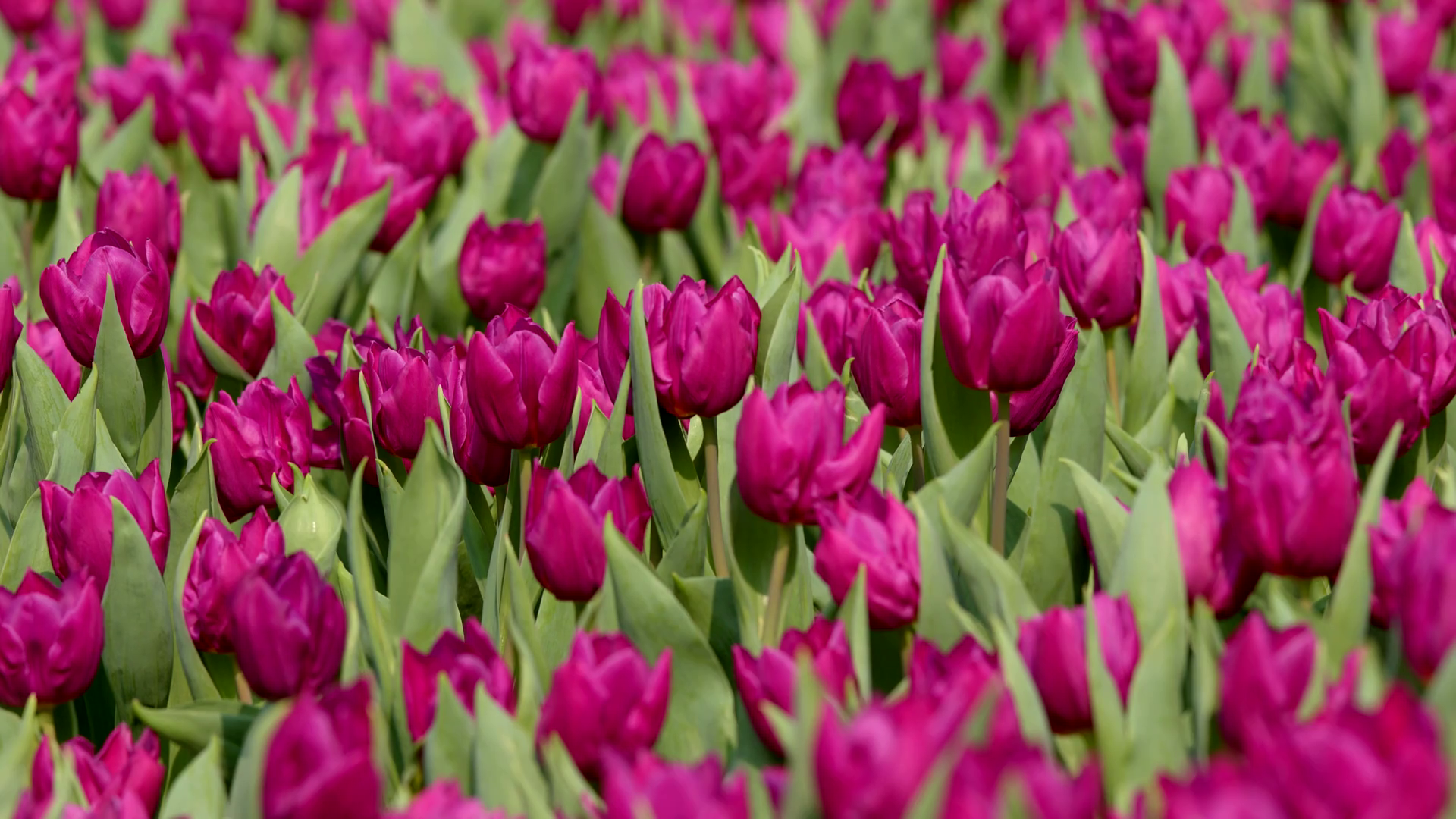 Purple tulips flower field Stock Video Footage - Videoblocks