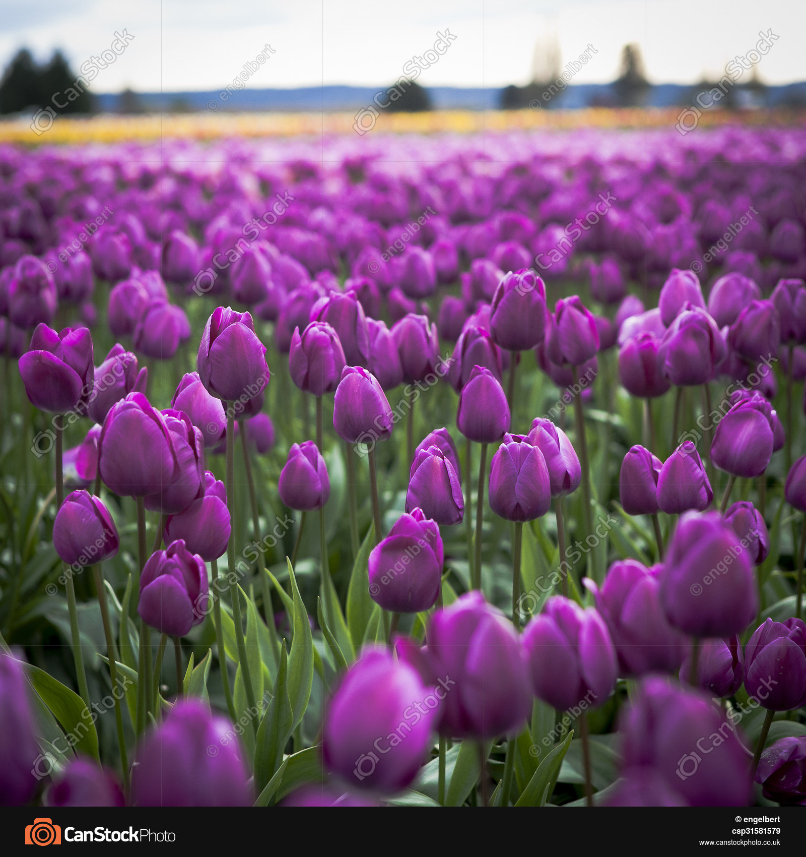 Purple tulip field. Filed of purple tulips picture - Search Photo ...