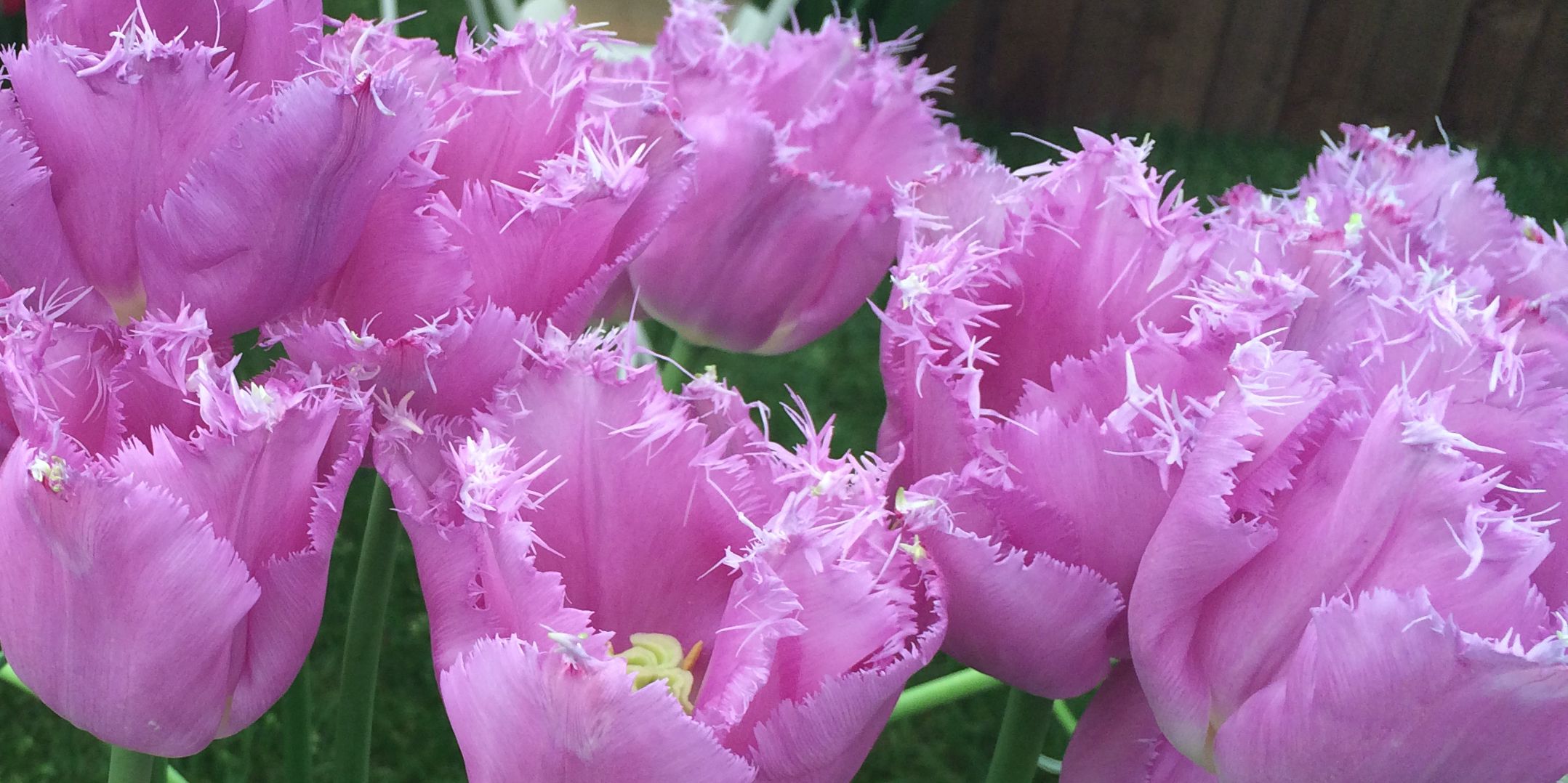 11 facts every tulip lover should know
