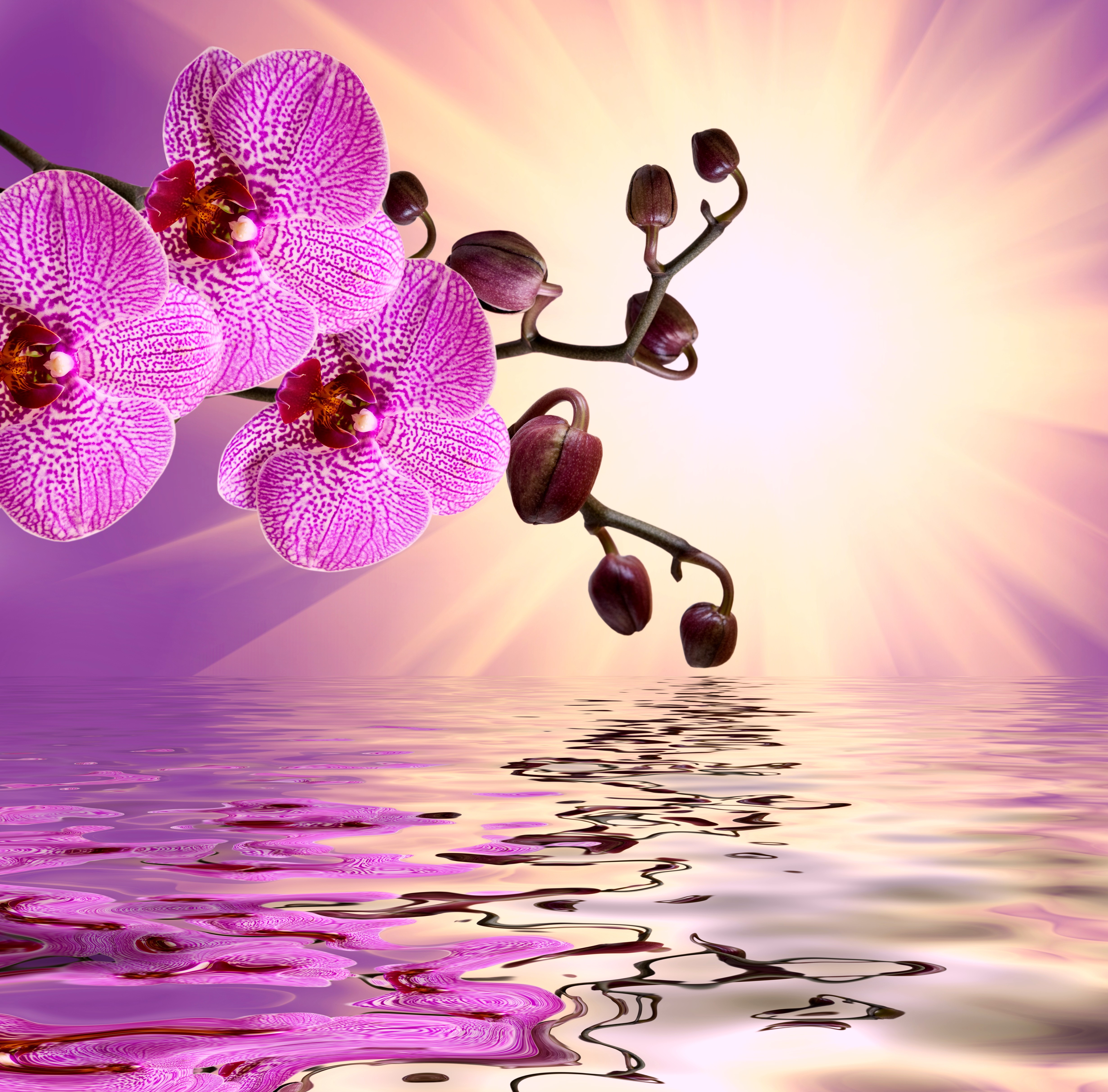 Flowers: Water Flowers Reflection Beautiful Orchid Purple Wallpaper ...