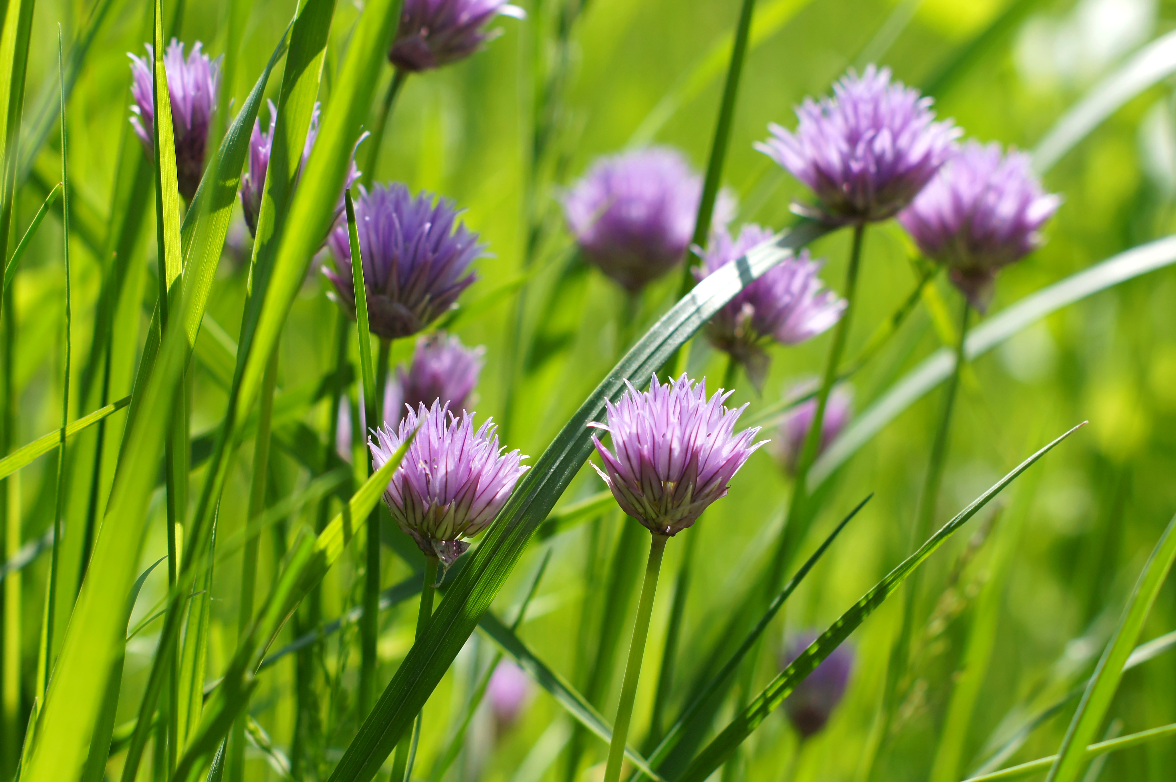 Purple wild flower clover on green meadow - Our Great Photos