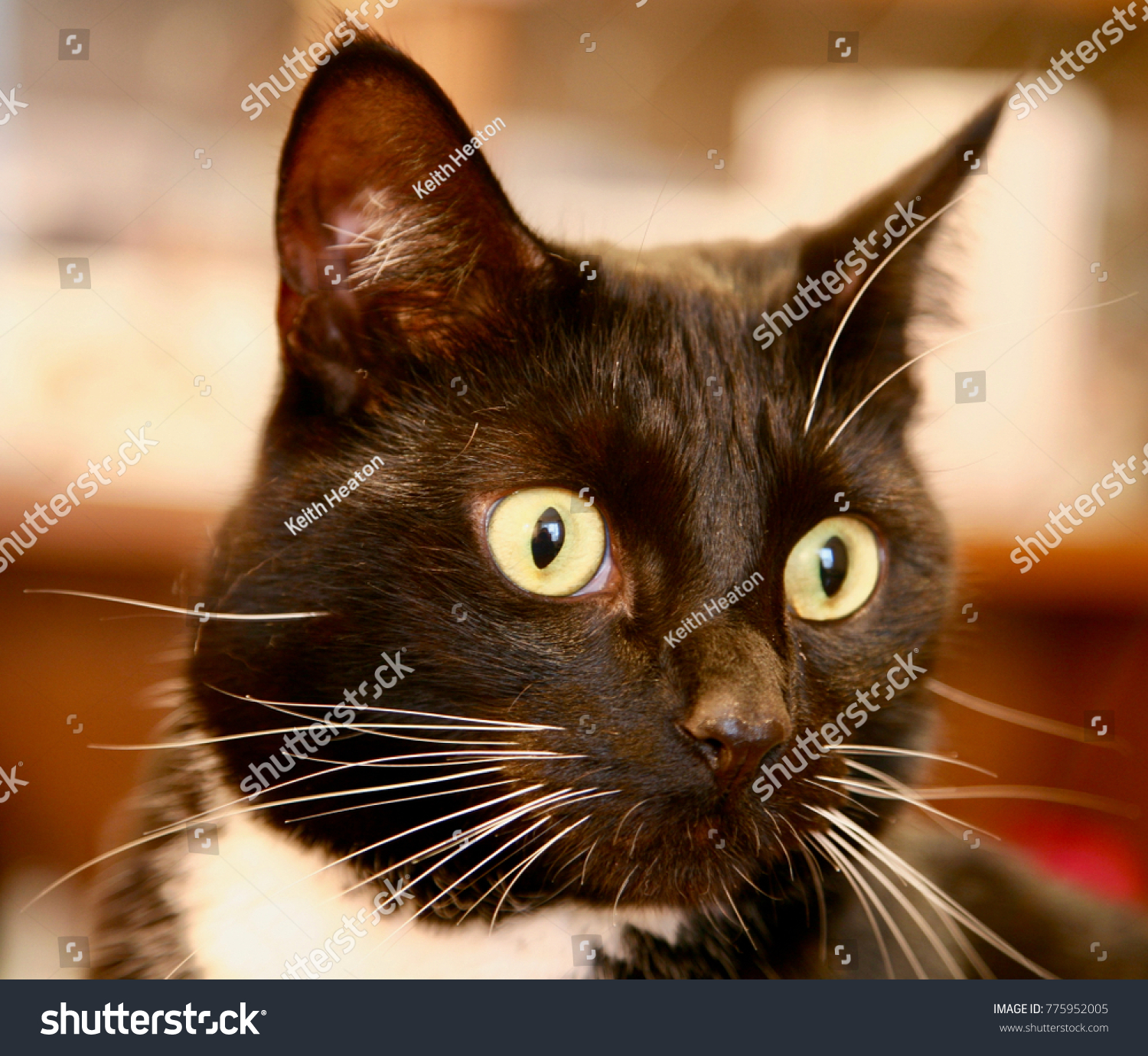 Black White Pussy Cat Stock Photo (Edit Now)- Shutterstock