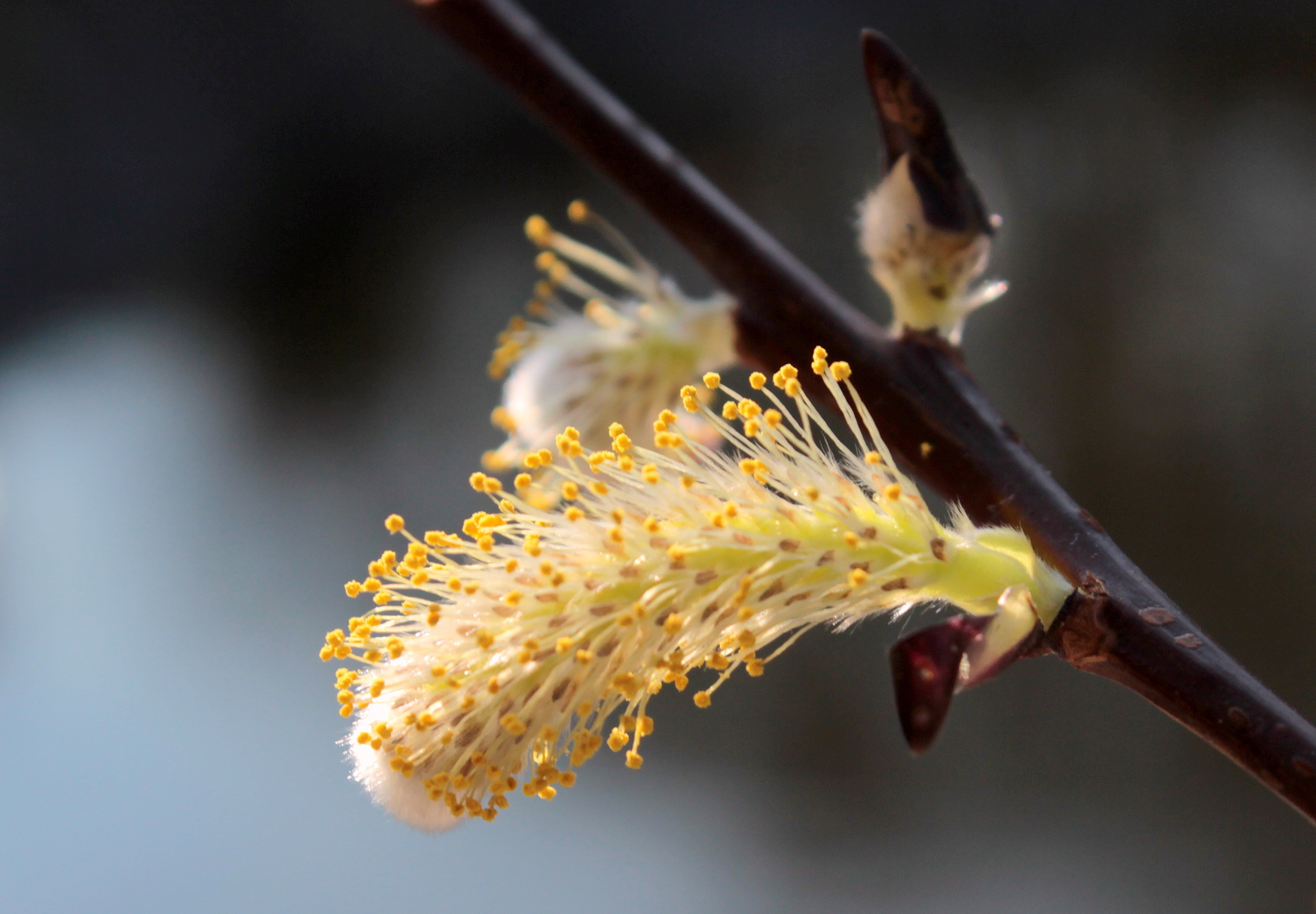 Pussy willow photo
