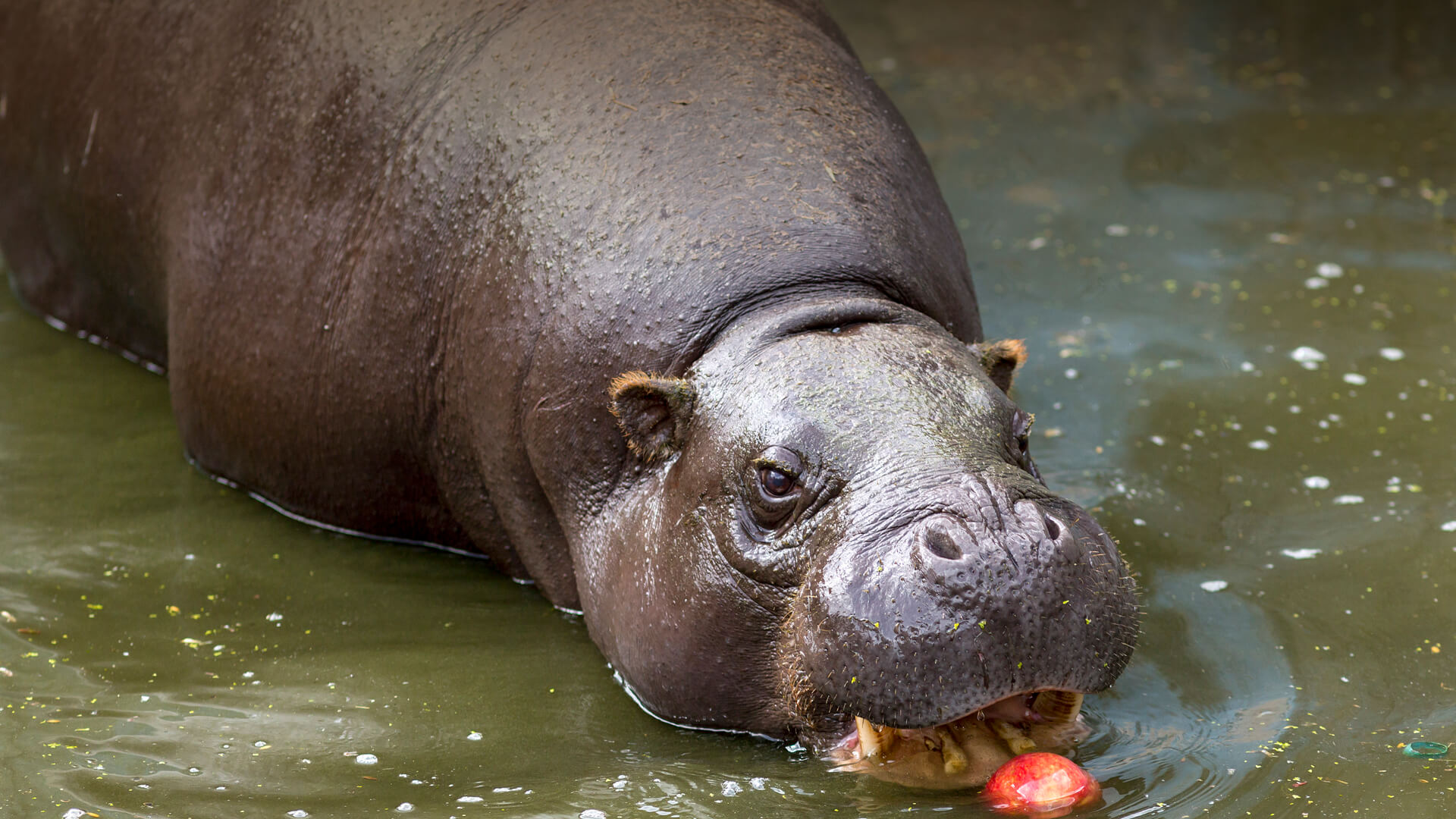 Pygmy hippo photo