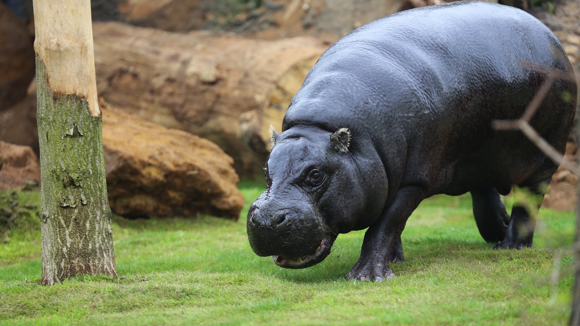 Pygmy hippos explore their new home - YouTube