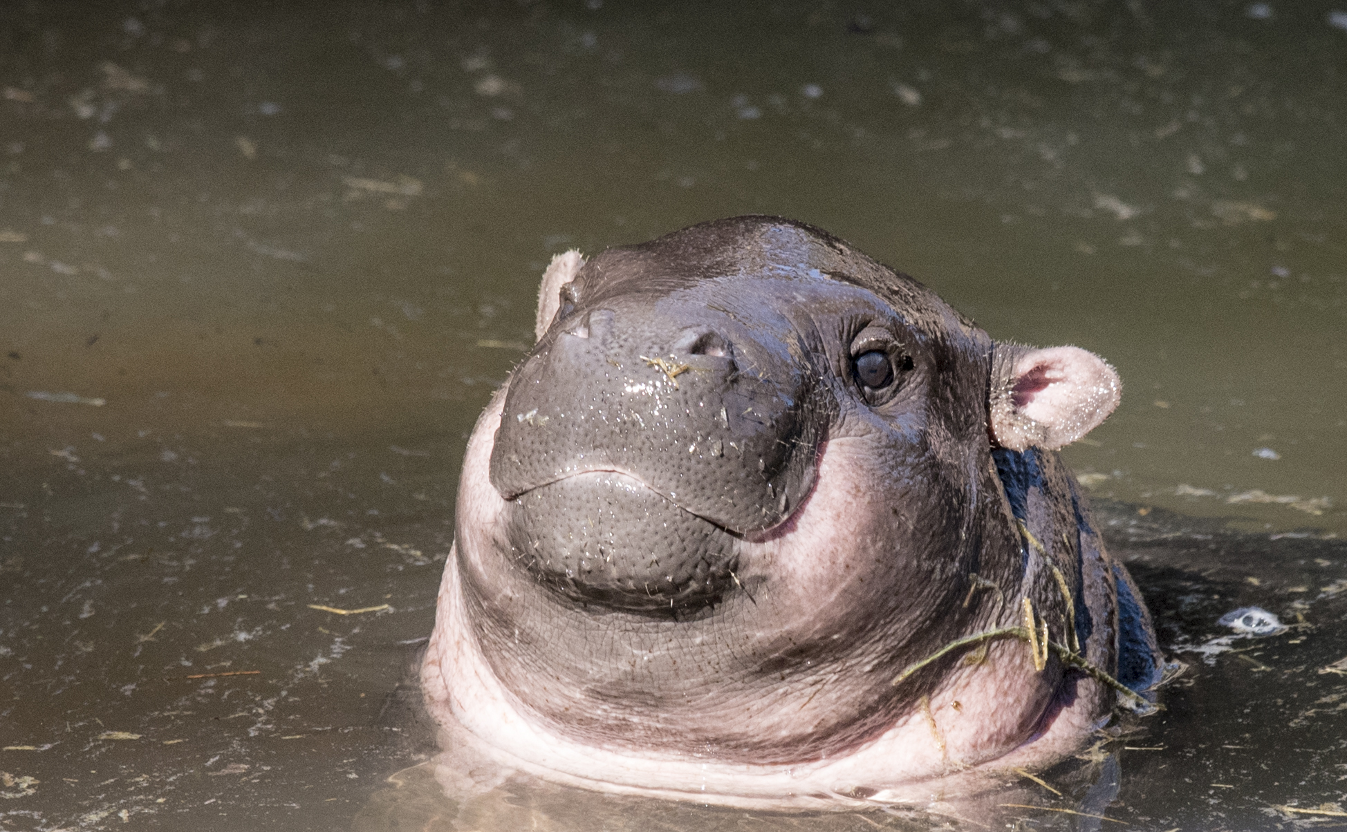 Pygmy hippos photo