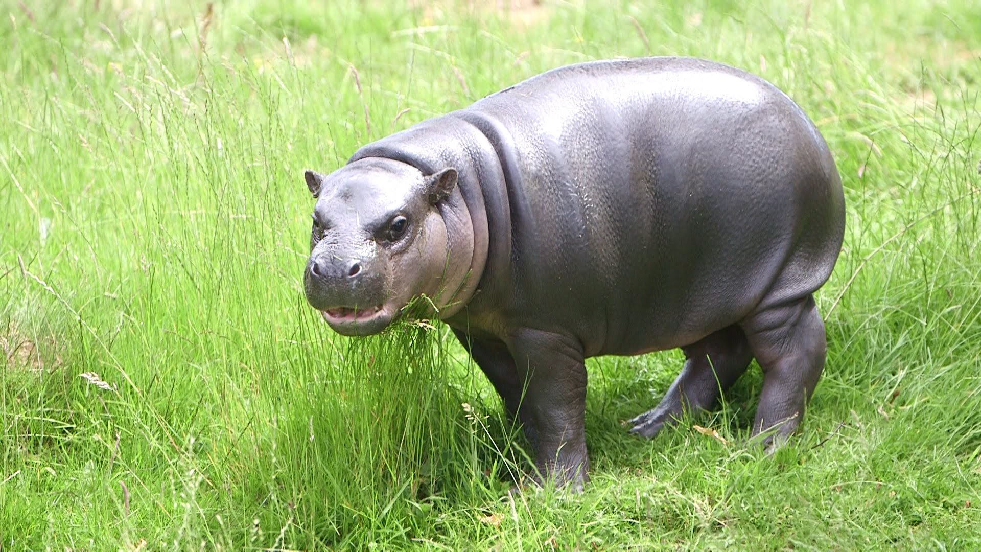 Baby pygmy hippo is enjoying the sun! - YouTube